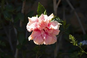 IMG_1725.jpg
