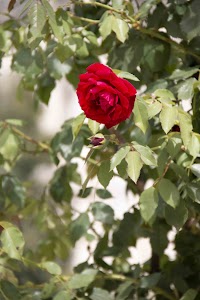IMG_3558.jpg