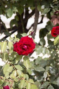IMG_3559.jpg