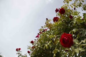 IMG_3565.jpg