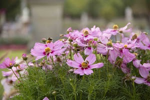 IMG_3701.jpg