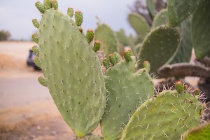 _DSF7748.jpg