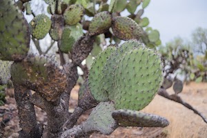 _DSF7795.jpg