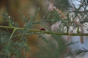 DSC_0423.jpg