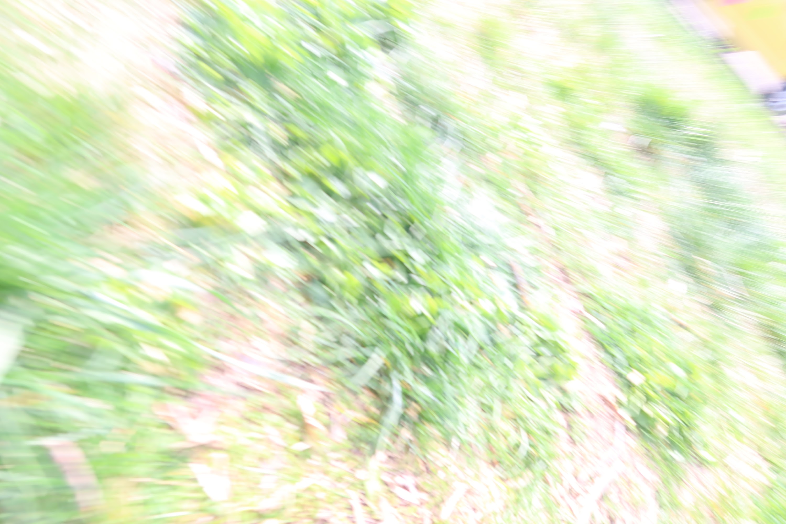 Blurred Green Grass Scene