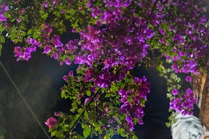 _DSF0252.jpg
