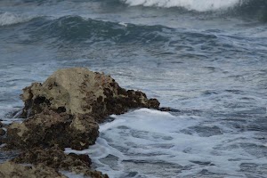 IMG_1569.jpg