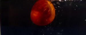 _DSF4890.jpg