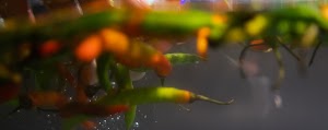 _DSF0466.jpg
