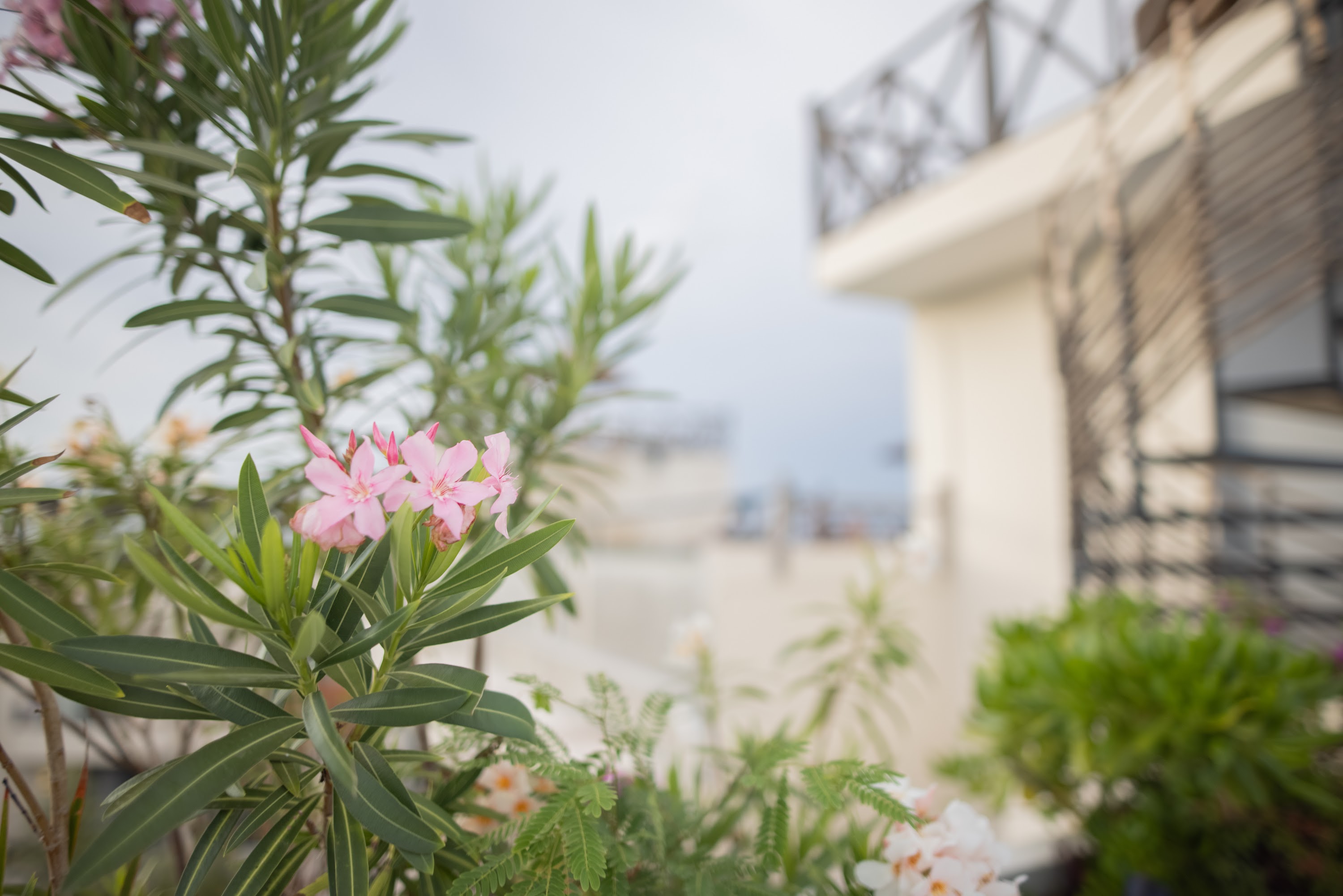 Pink Oleander Flowers on a Balcony