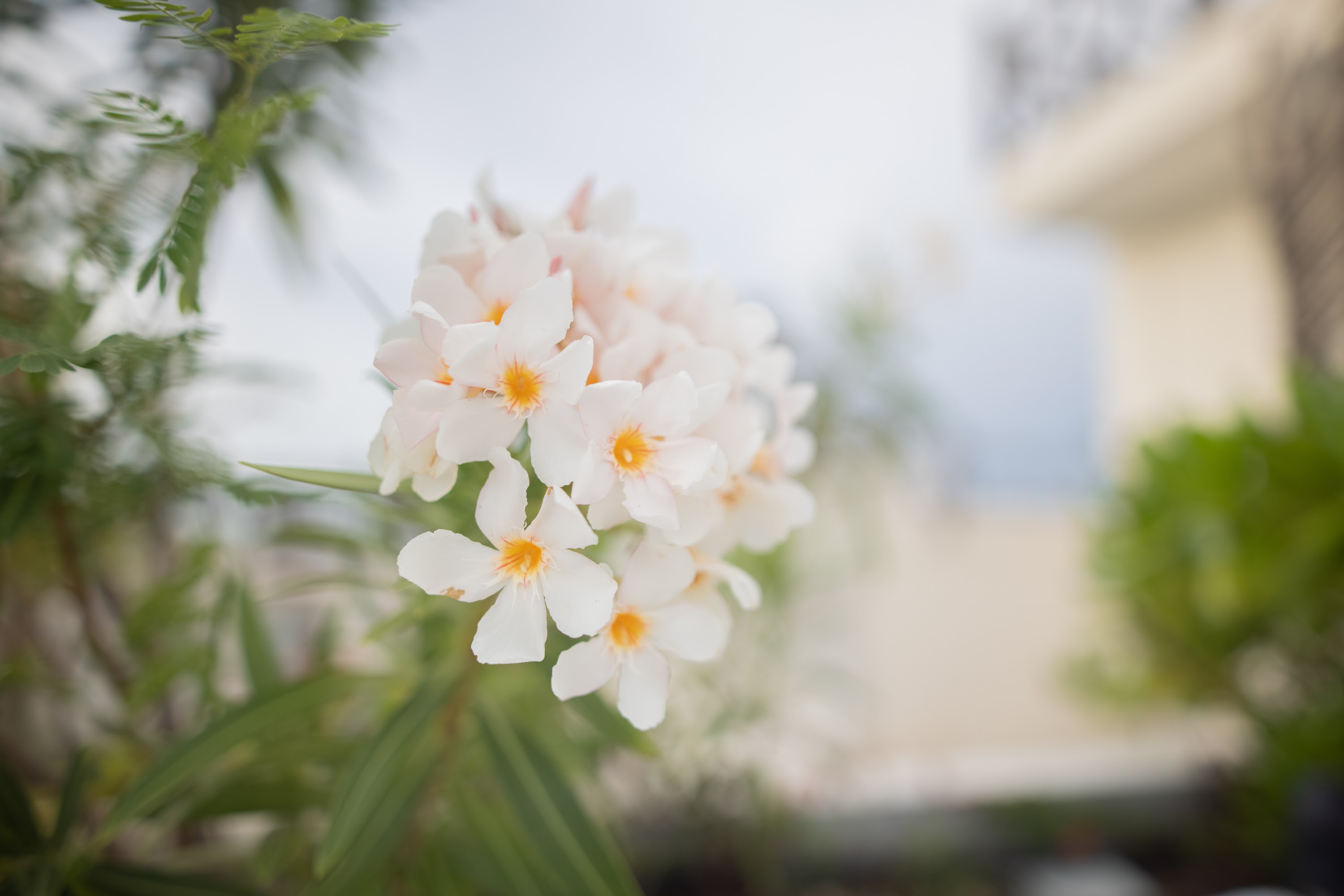 White Oleander Flowers in Soft Focus