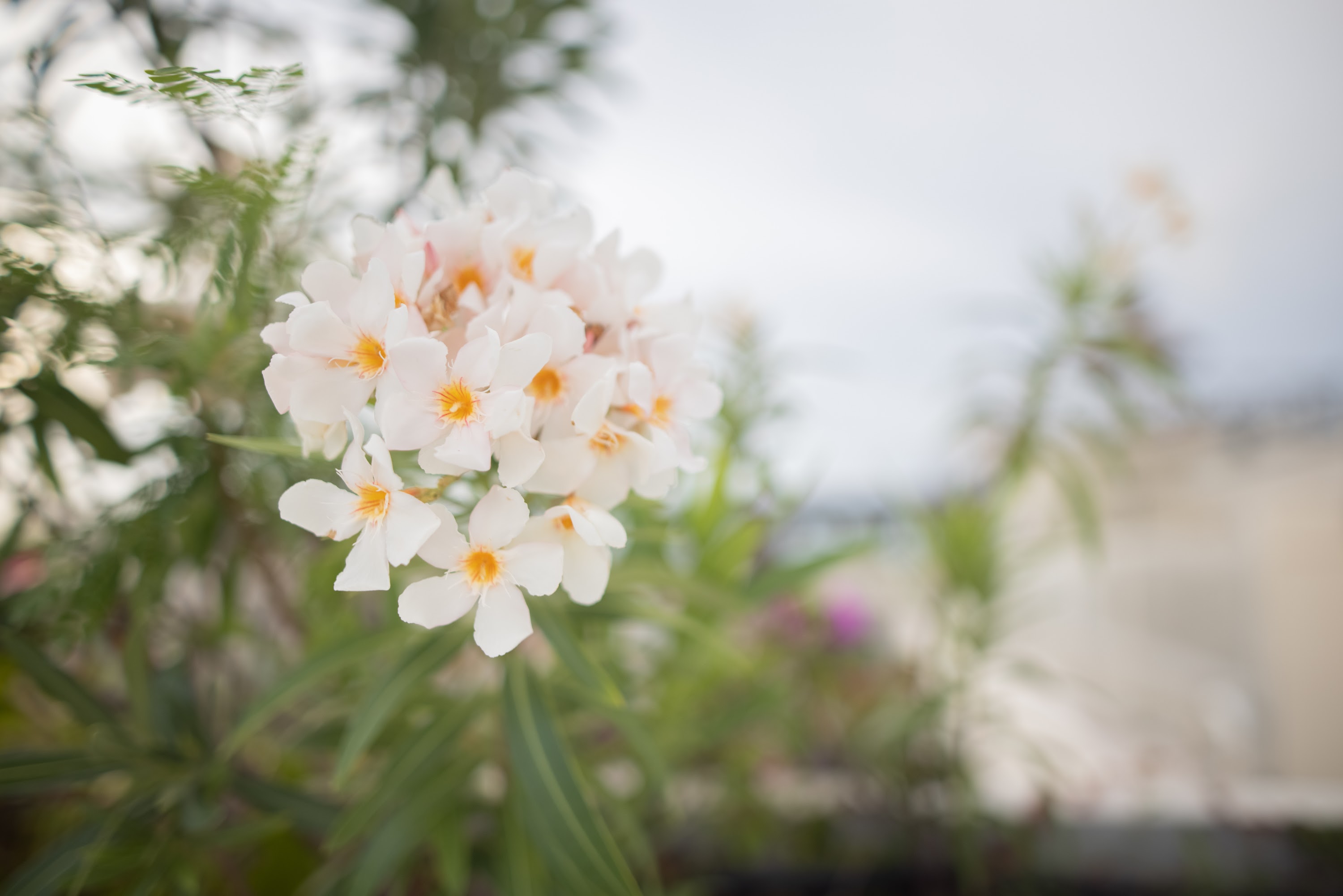 White Oleander Flowers in Soft Focus