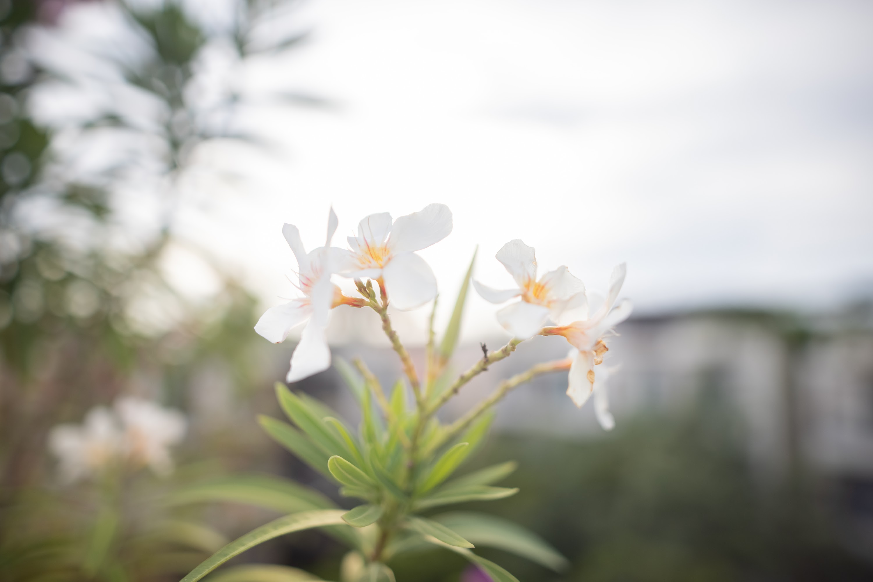 White Oleander Flowers in Soft Focus