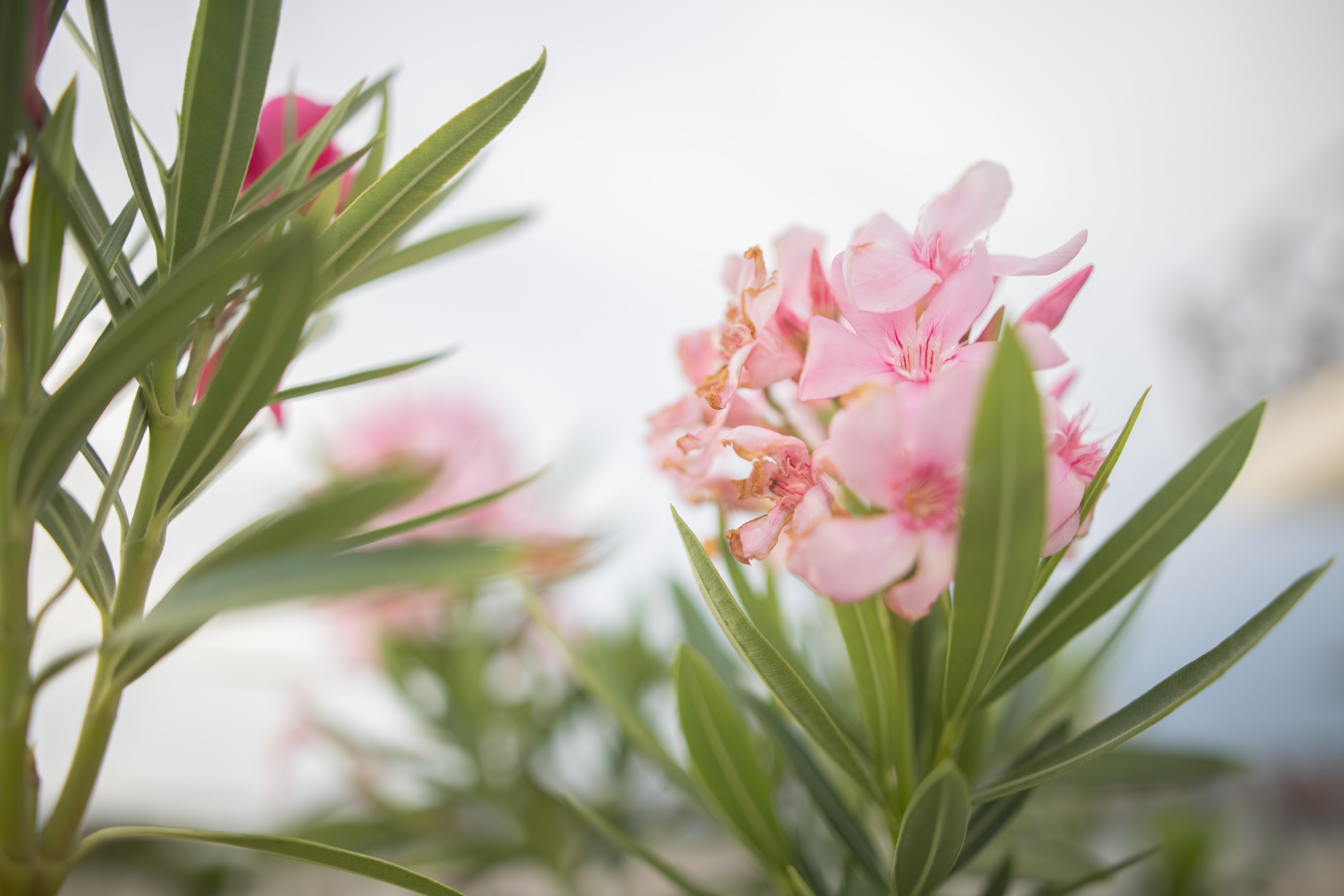 Pink Oleander Flowers in Soft Focus