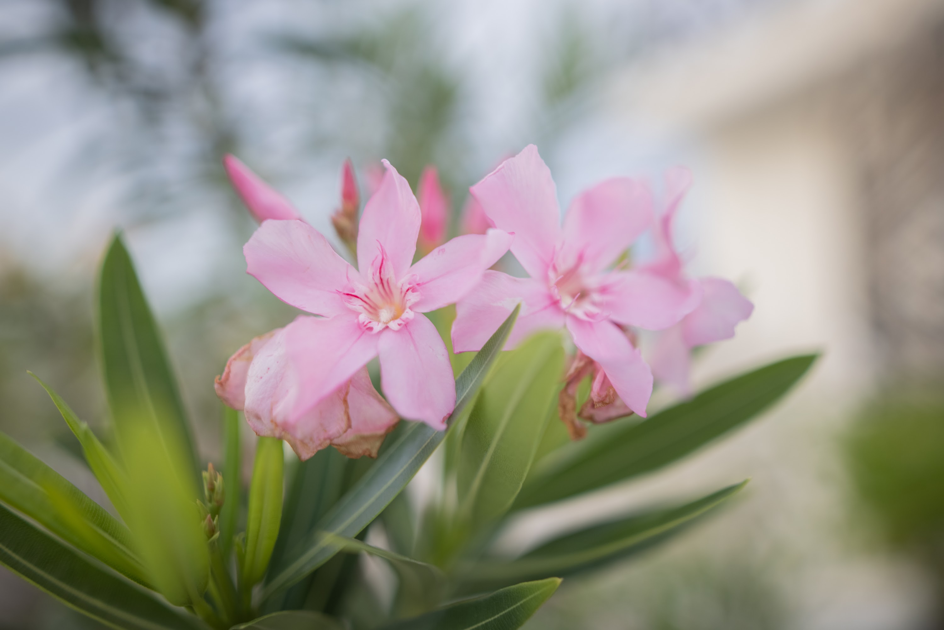 Pink Oleander Flowers in Soft Focus