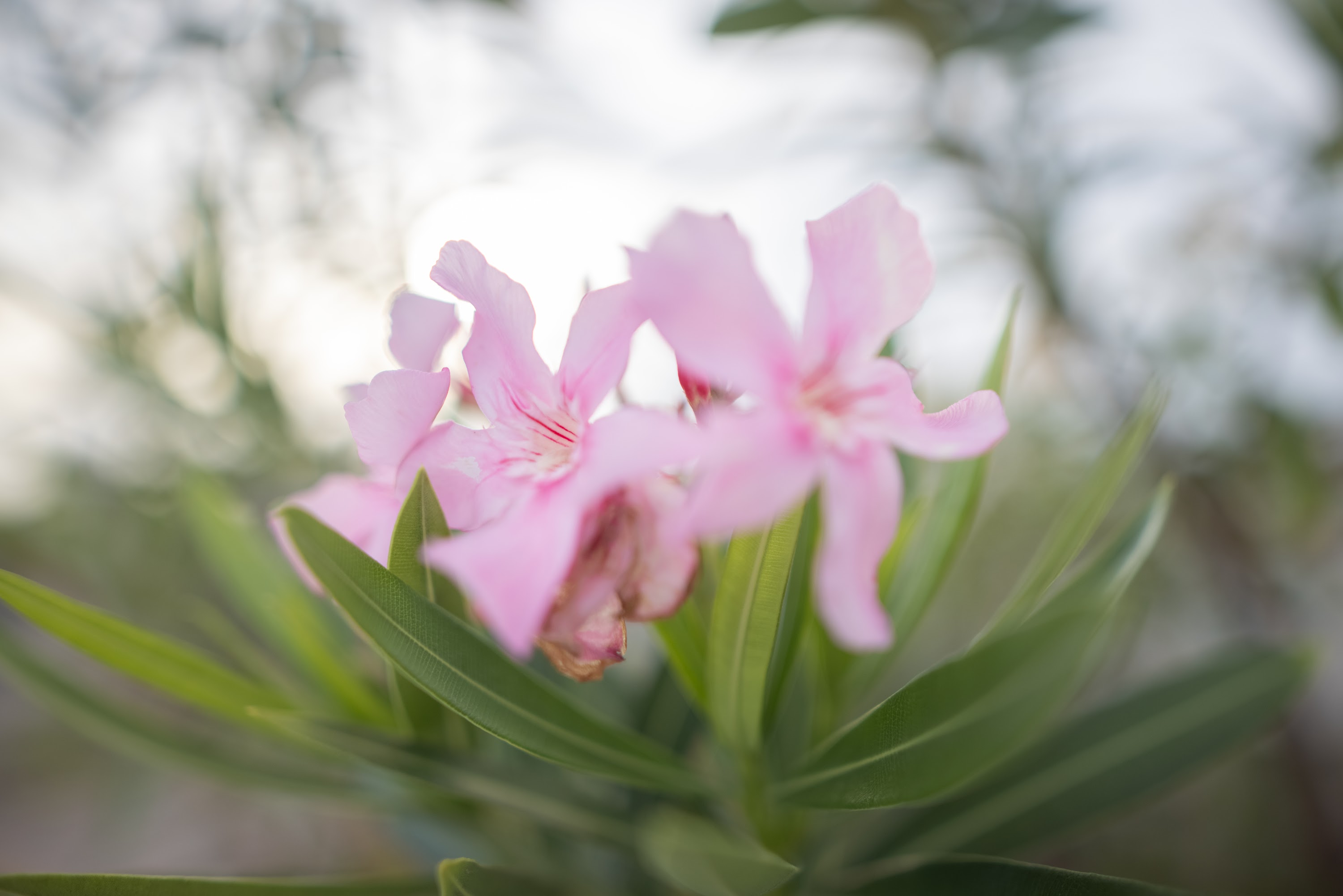 Pink Oleander Flowers in Soft Focus