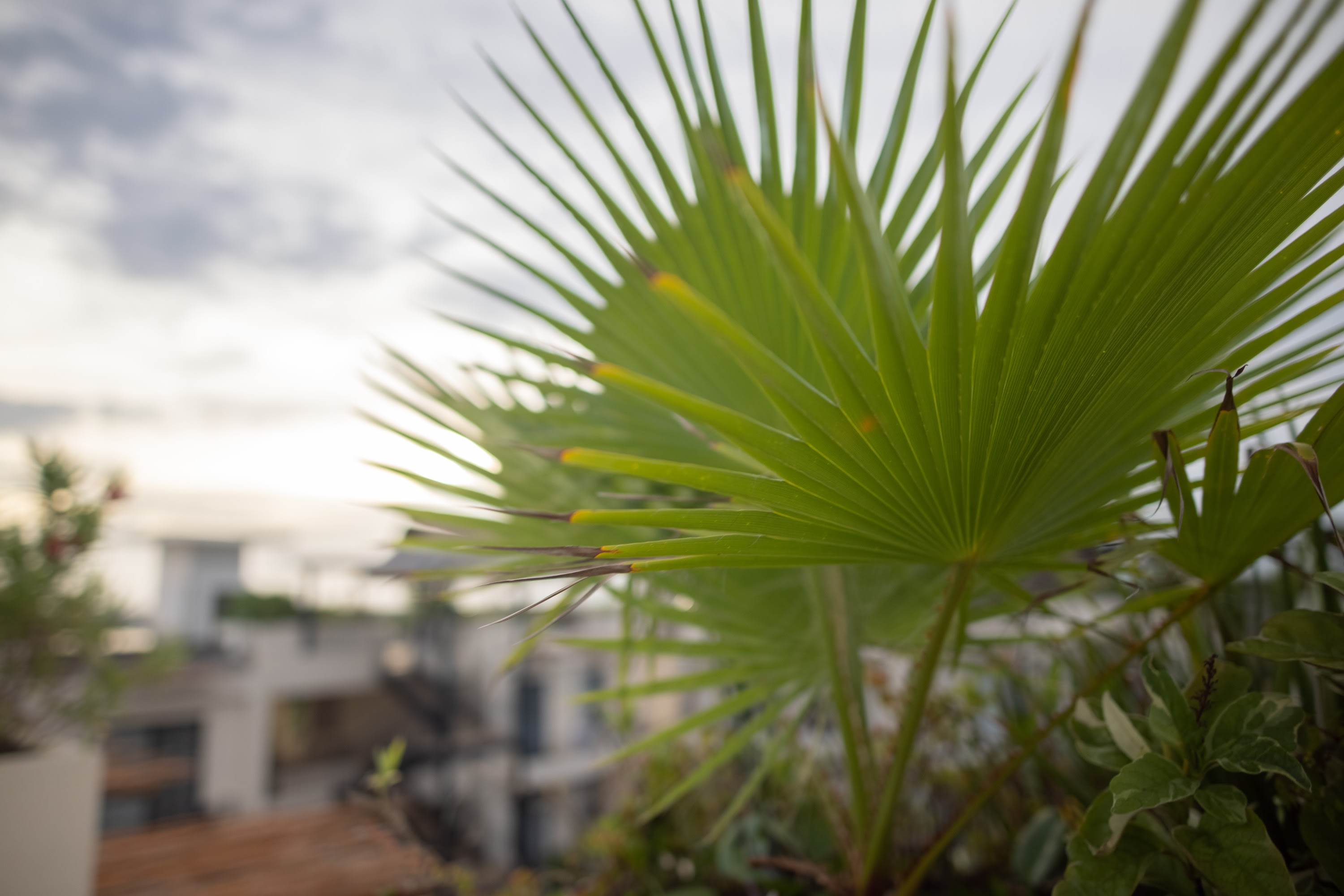 Palm Frond on Balcony with Urban Skyline
