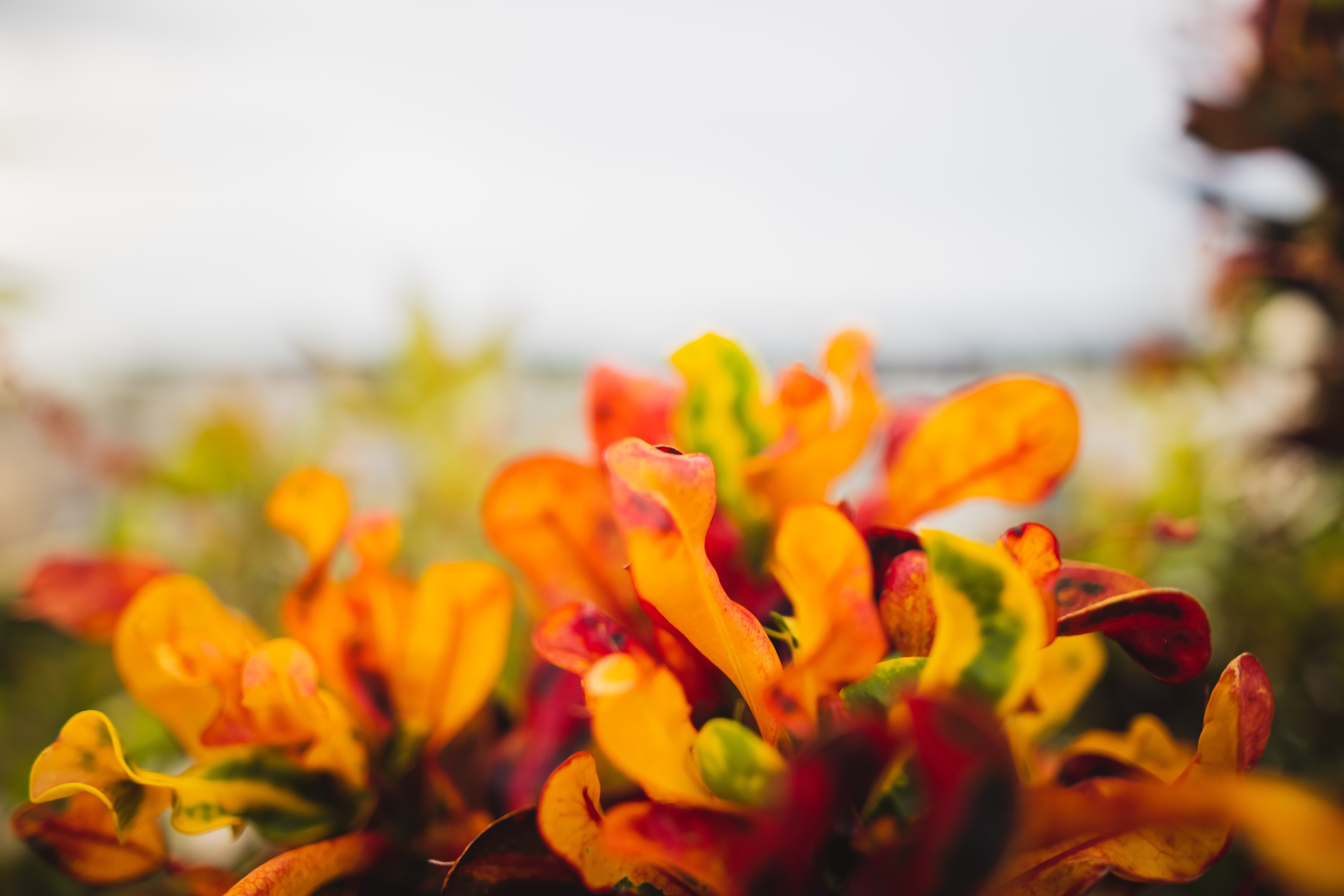 Vibrant Autumn Leaves in Soft Focus