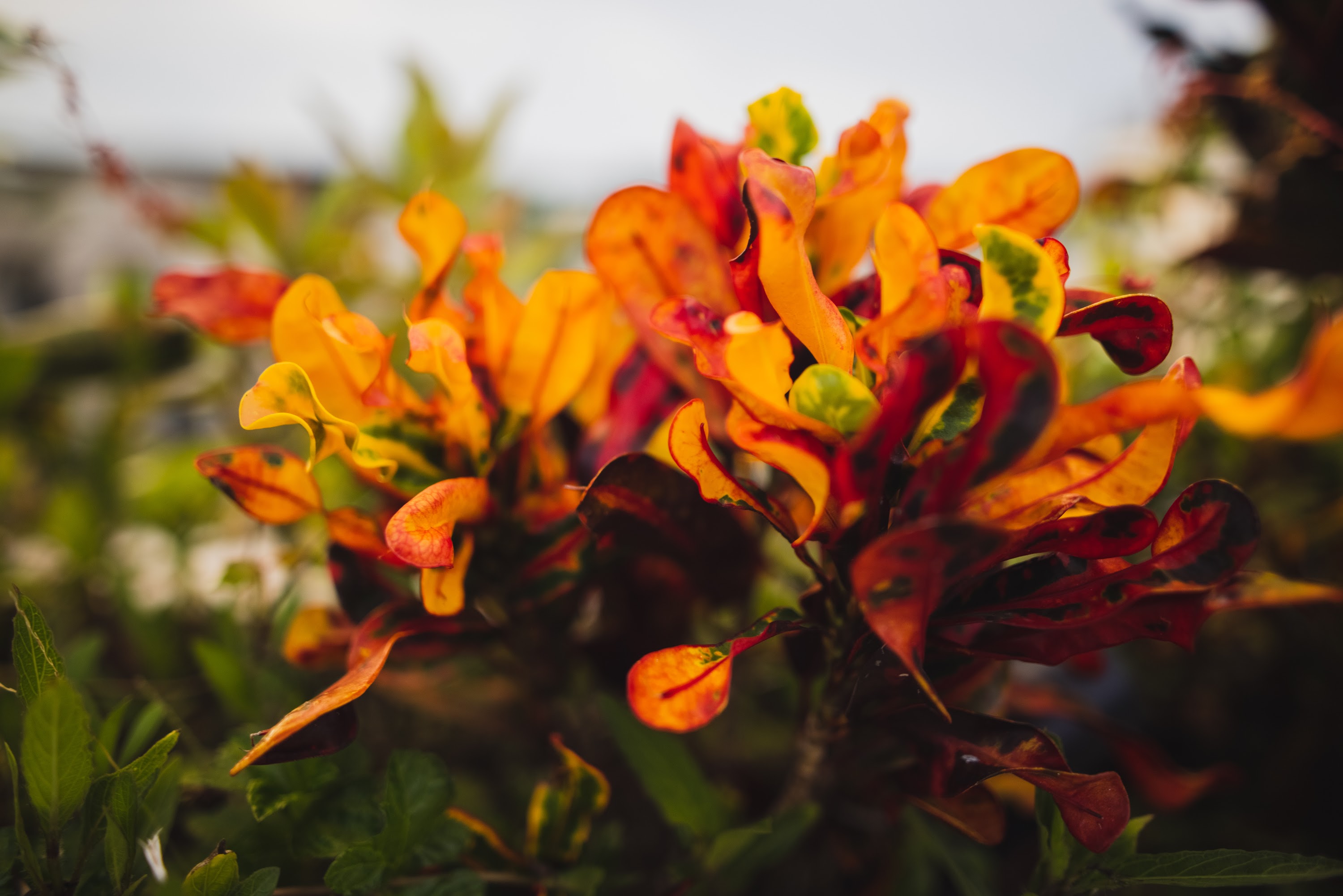 Vibrant Autumn Leaves in Soft Focus