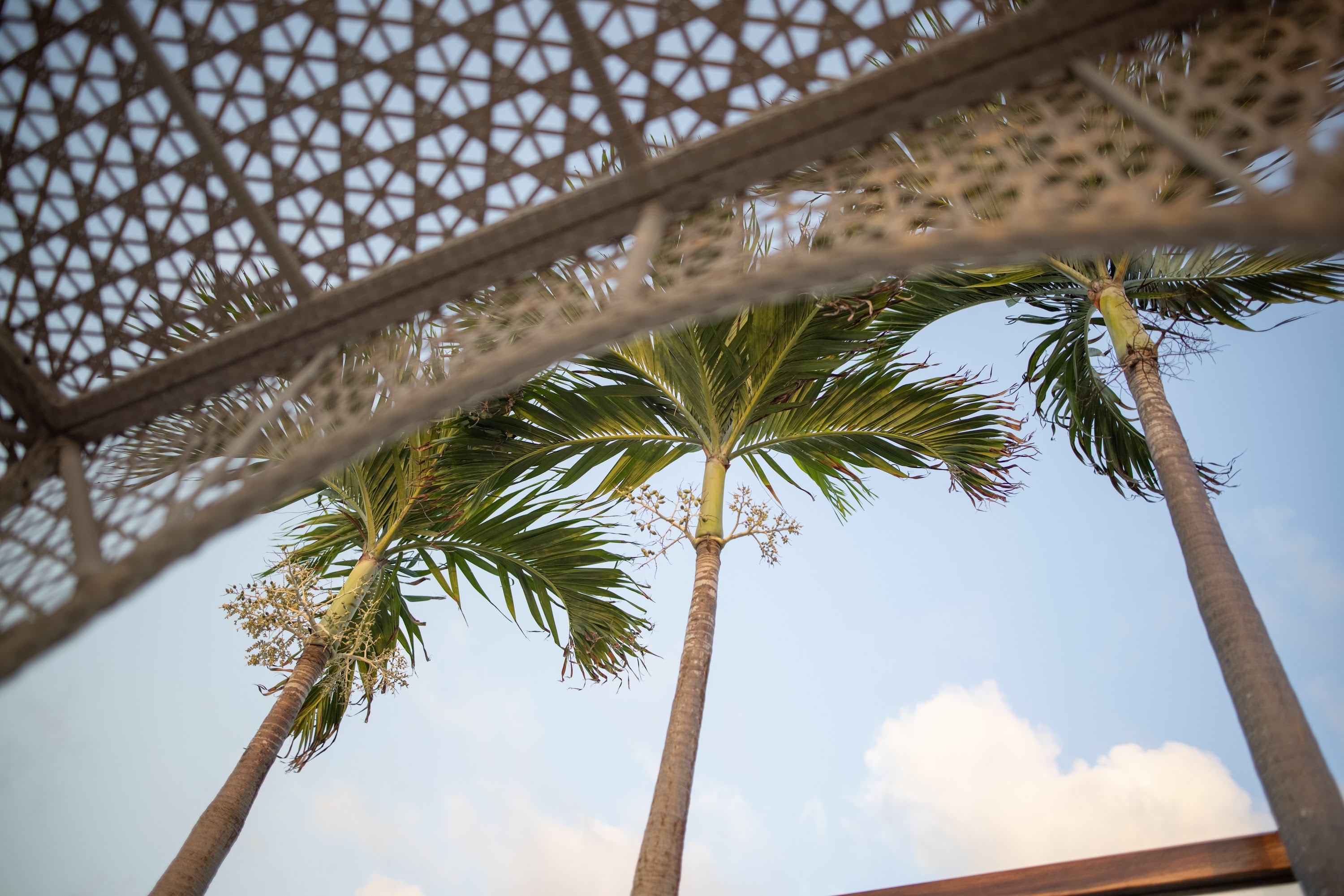 Palm Trees Under a Woven Canopy