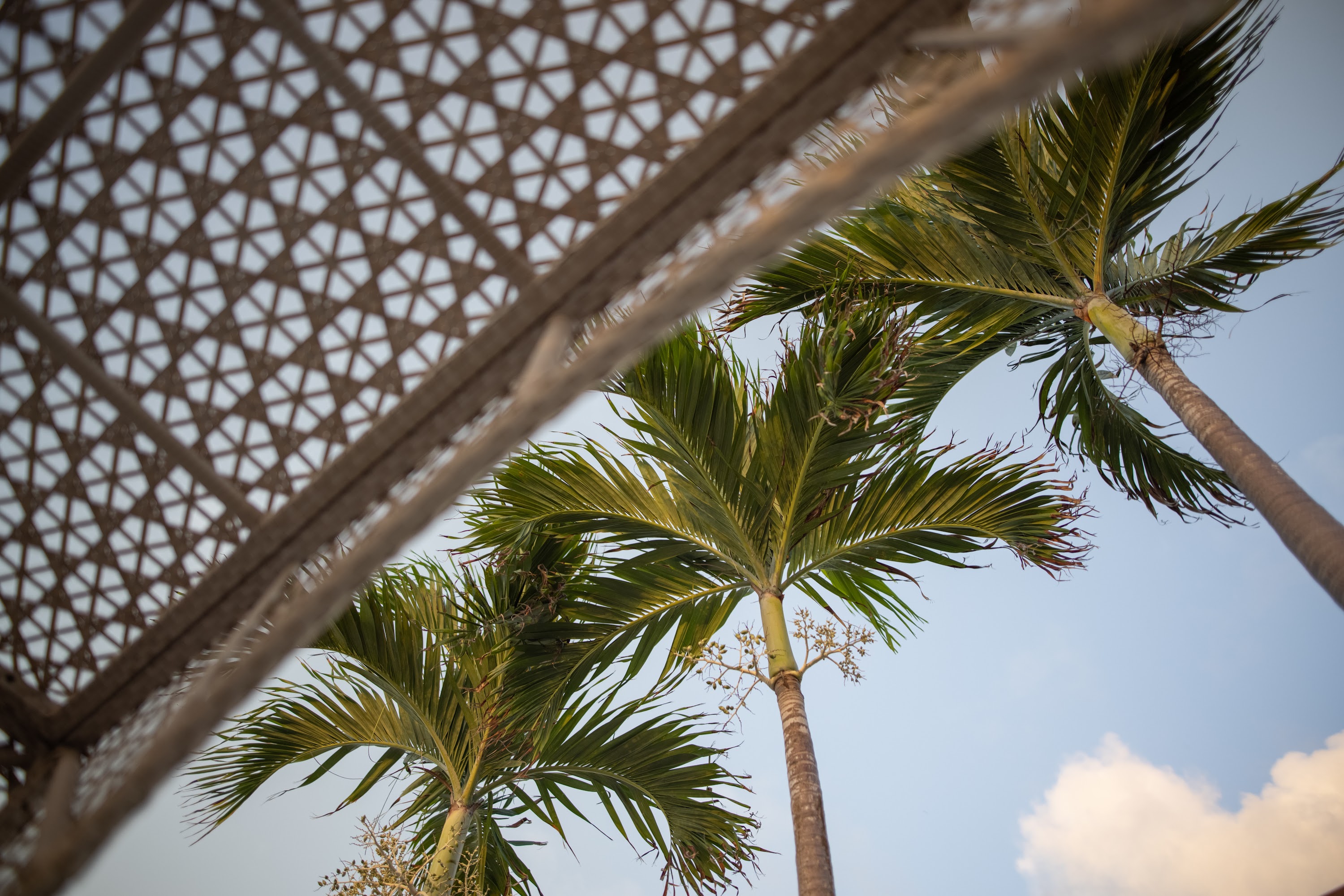 Palm Trees Framed by Decorative Lattice Canopy