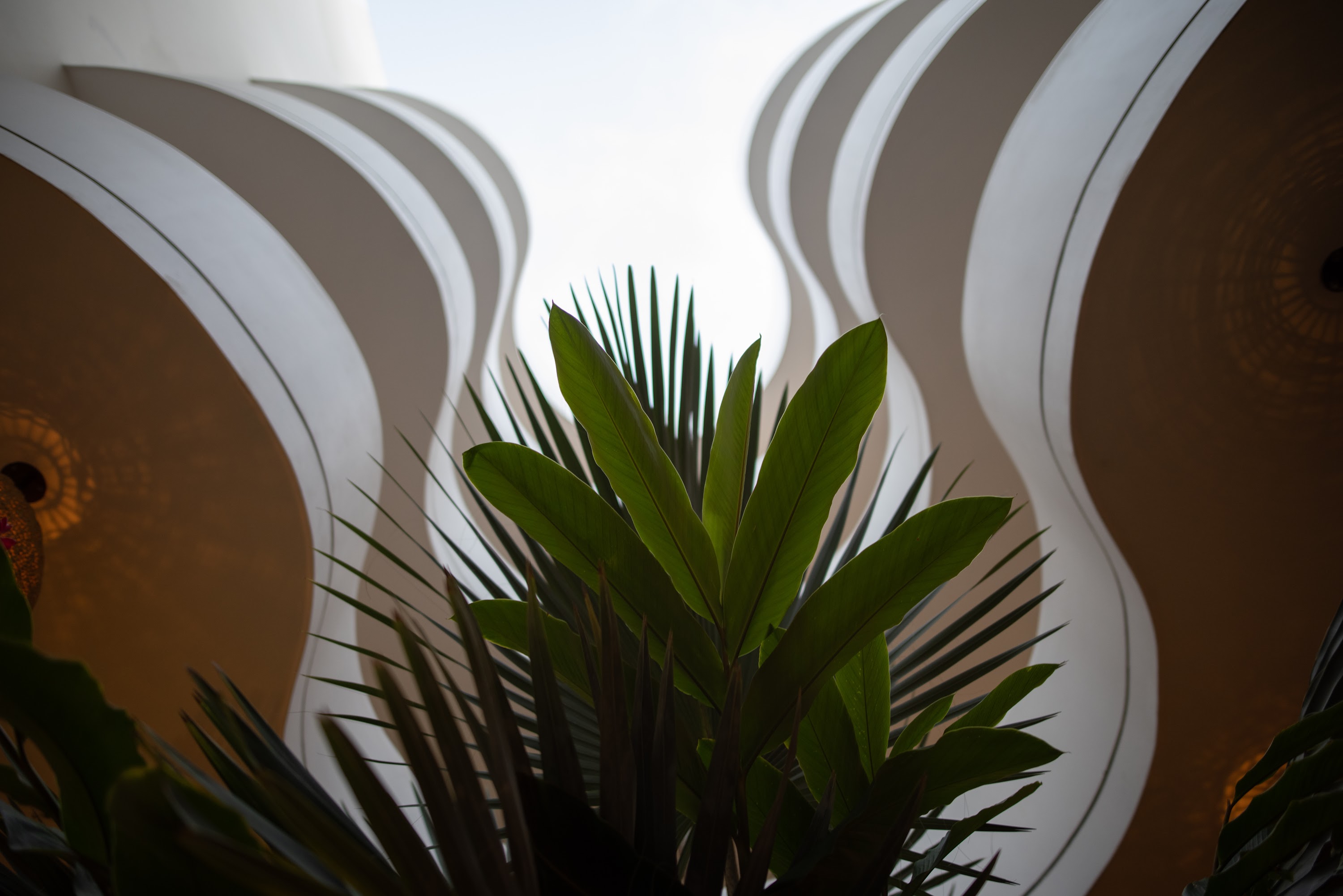 Wavy Architectural Ceiling with Tropical Plant