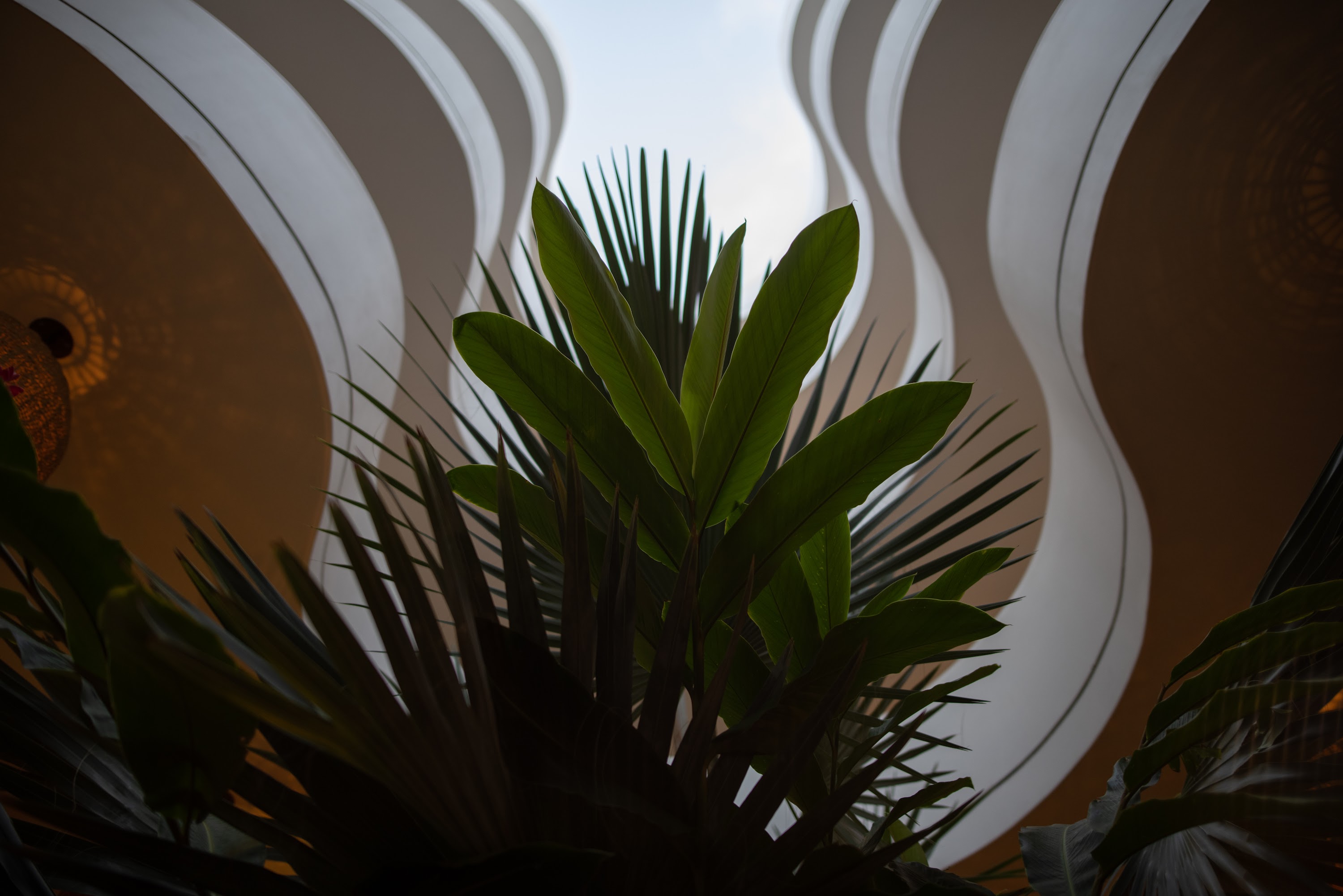 Wavy Ceiling and Tropical Plants