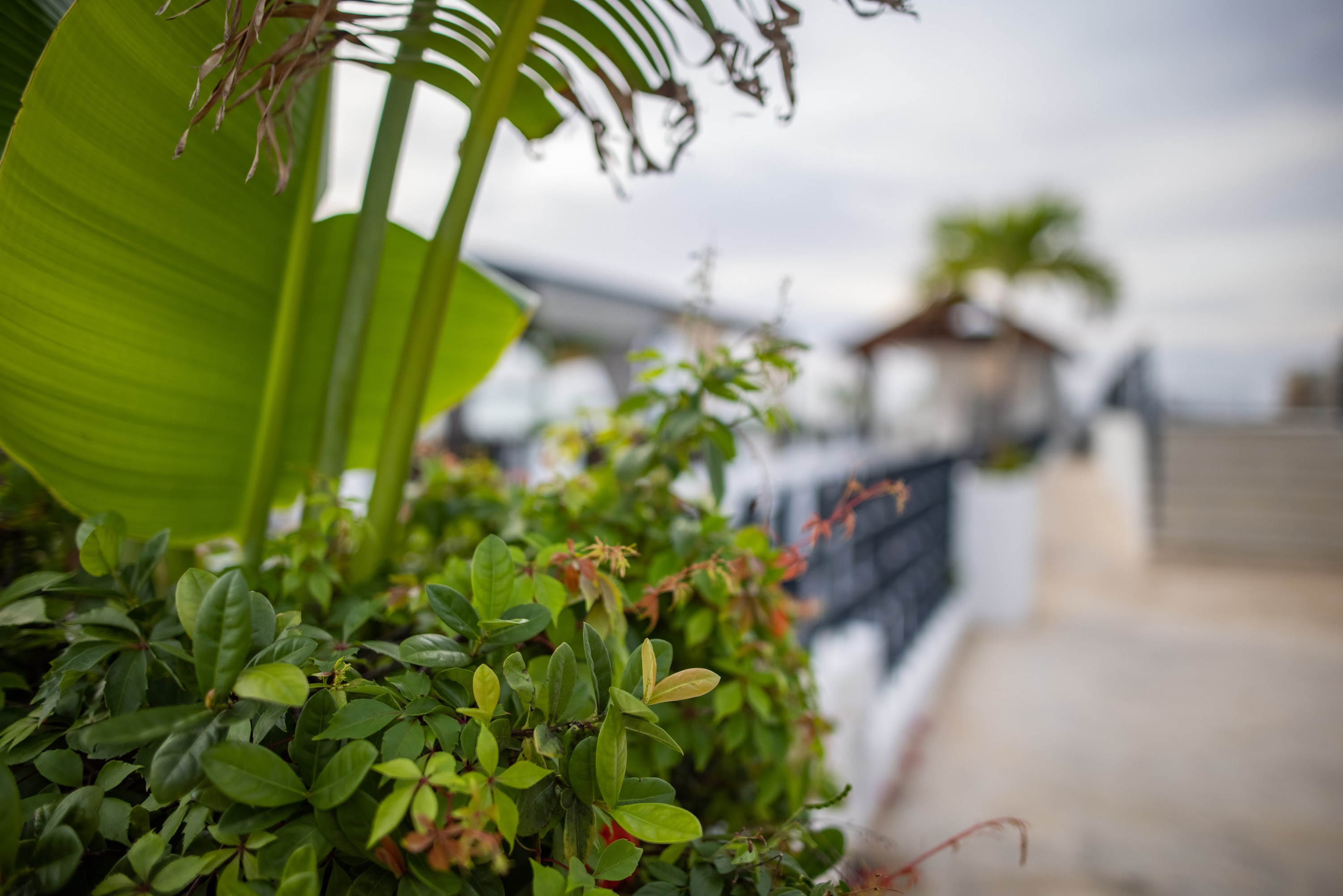 Tropical Plants in Foreground with Blurred Outdoor Pathway