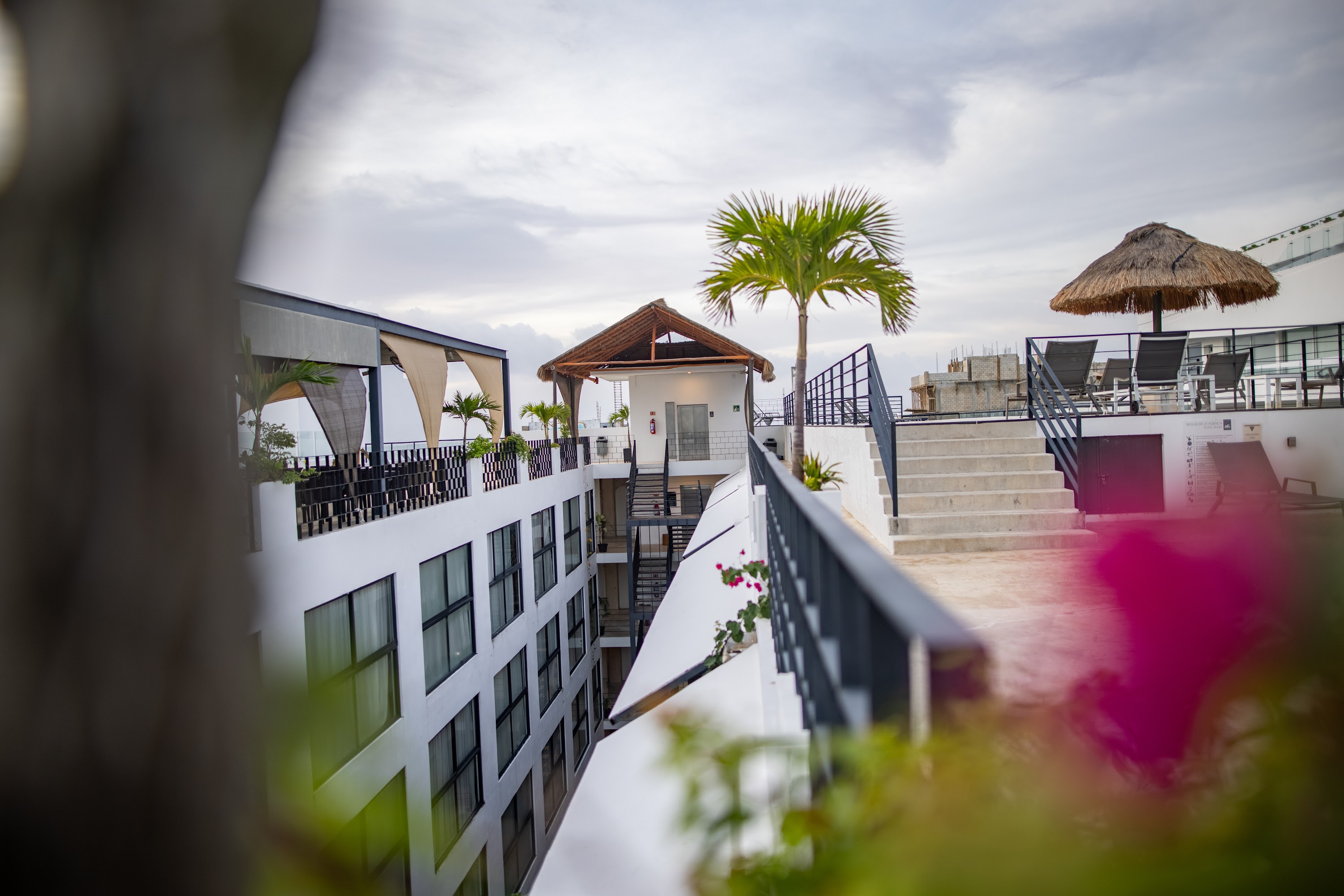 Rooftop Terrace with Palm Tree and Modern Architecture