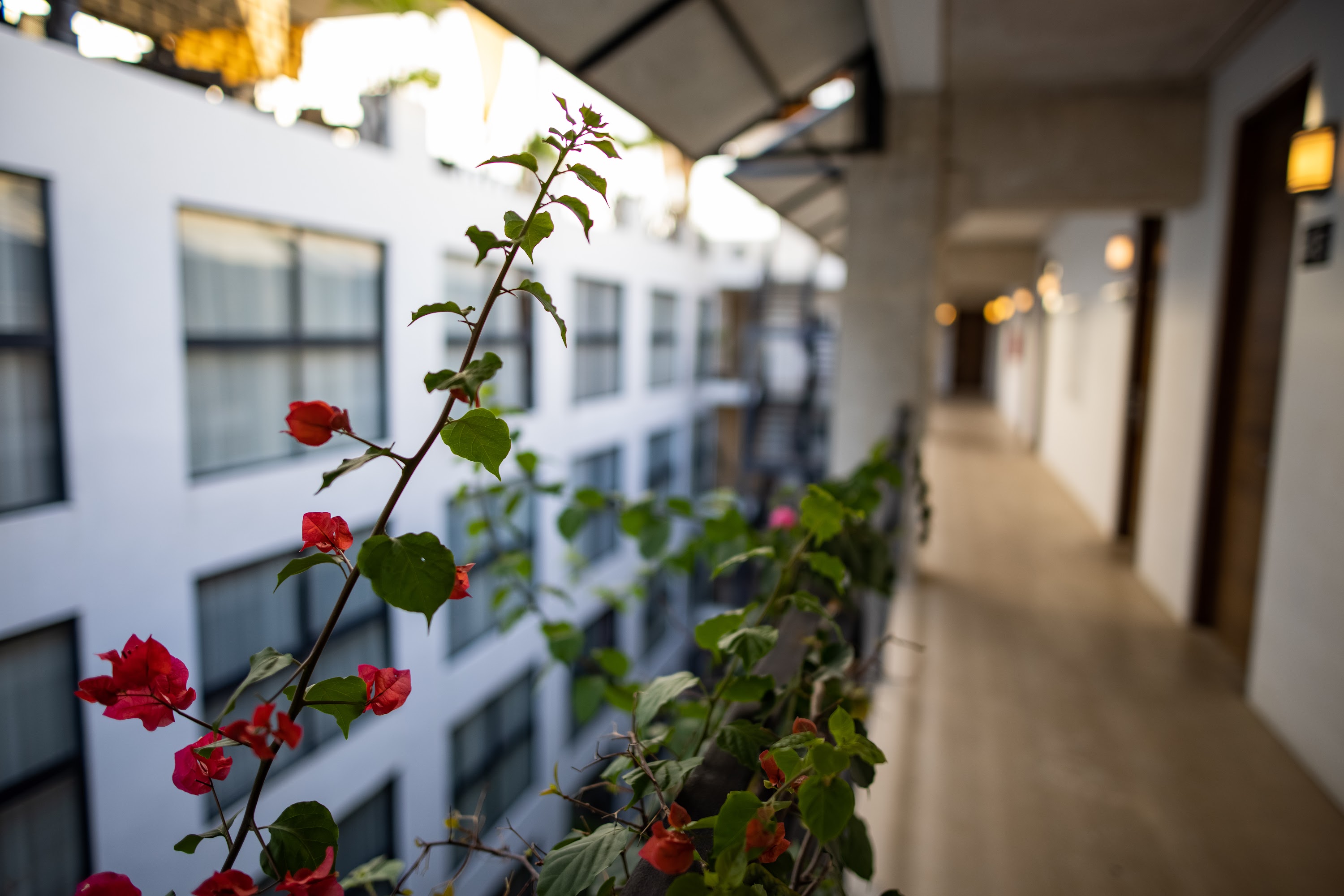 Bougainvillea Flowers on Hotel Balcony Corridor