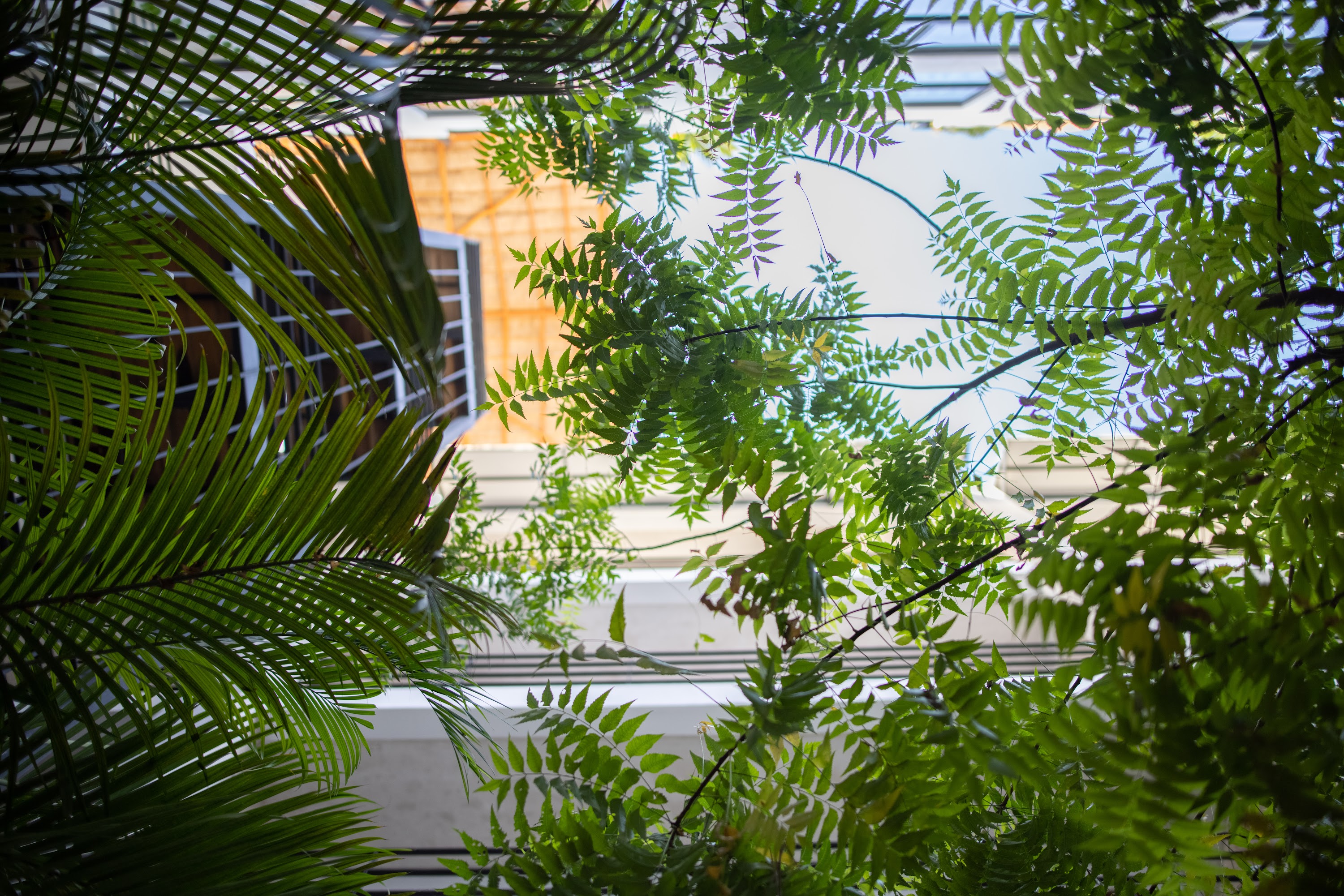 Green Foliage Framing a Building View