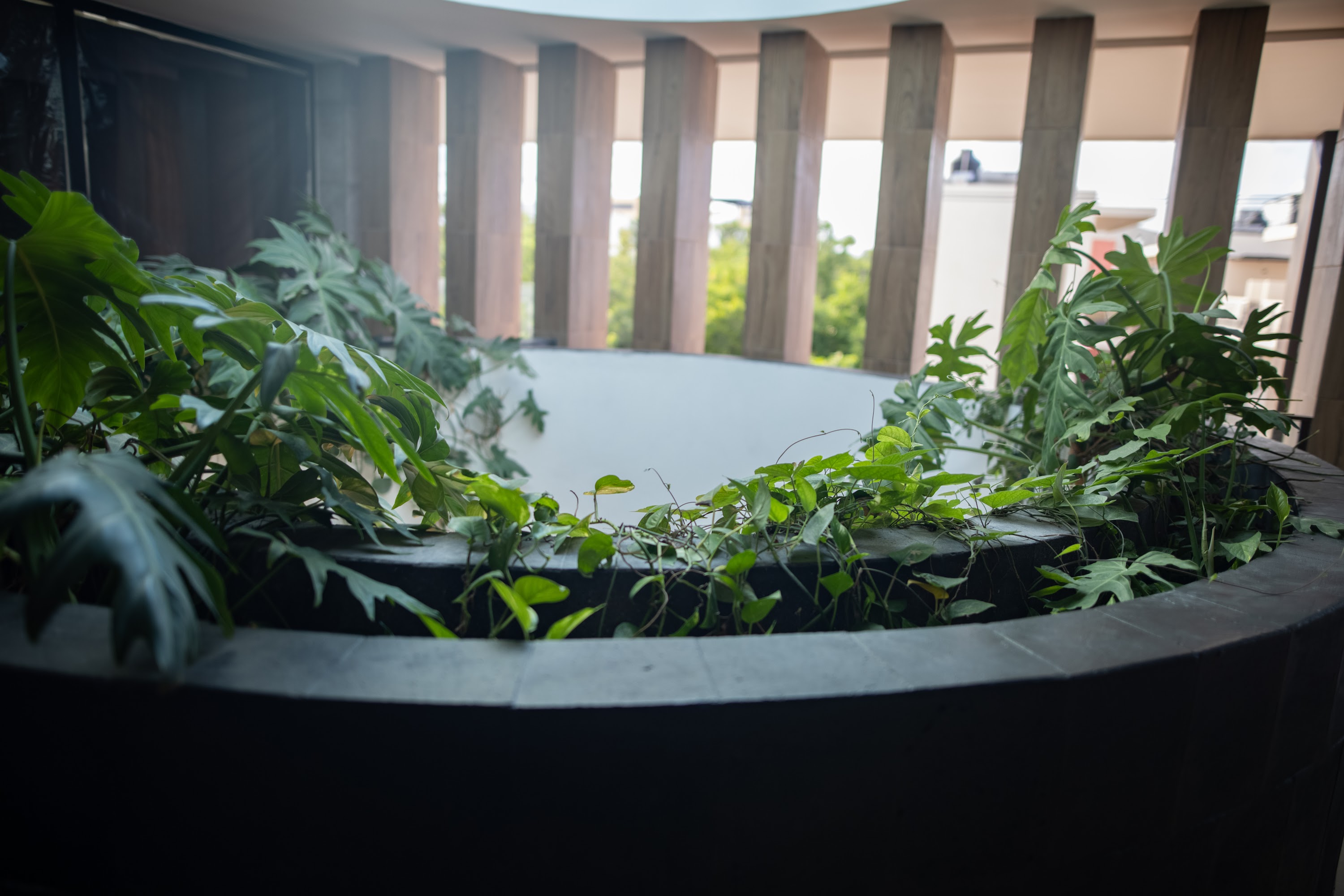 Circular Planters with Lush Greenery in Modern Architectural Setting