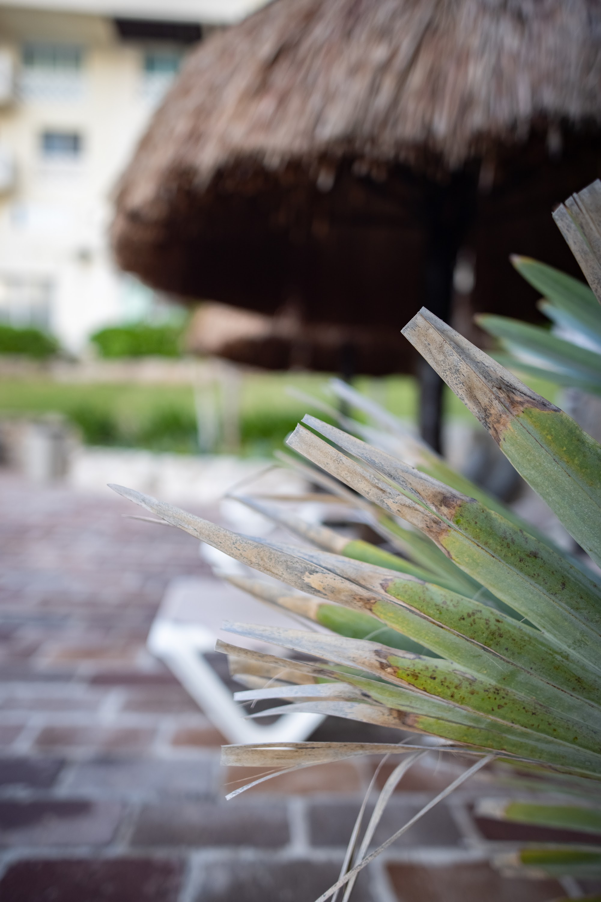 Palm Fronds in Foreground with Thatched Umbrella and Poolside Setting