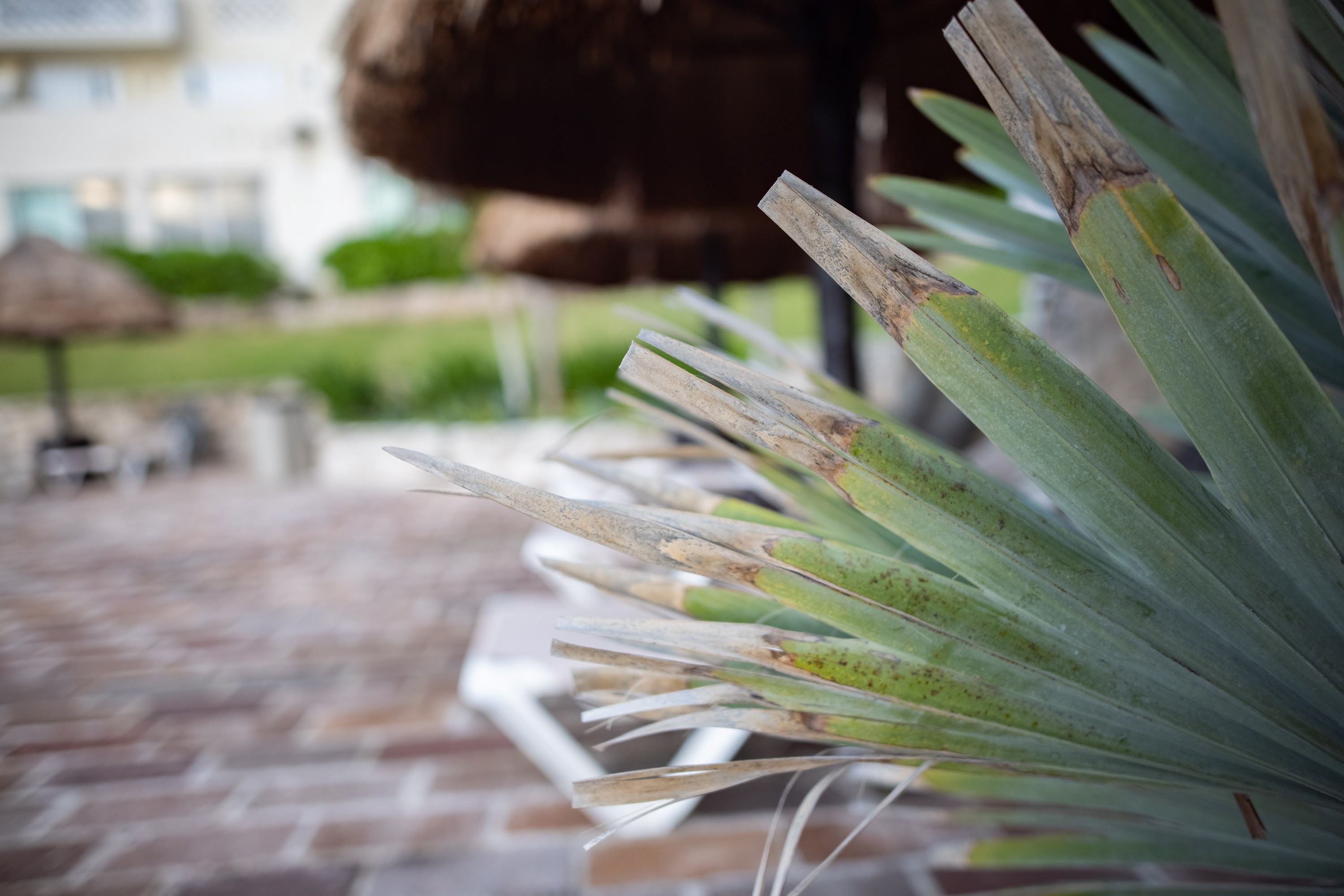 Close-up of Dried Palm Frond on Outdoor Patio