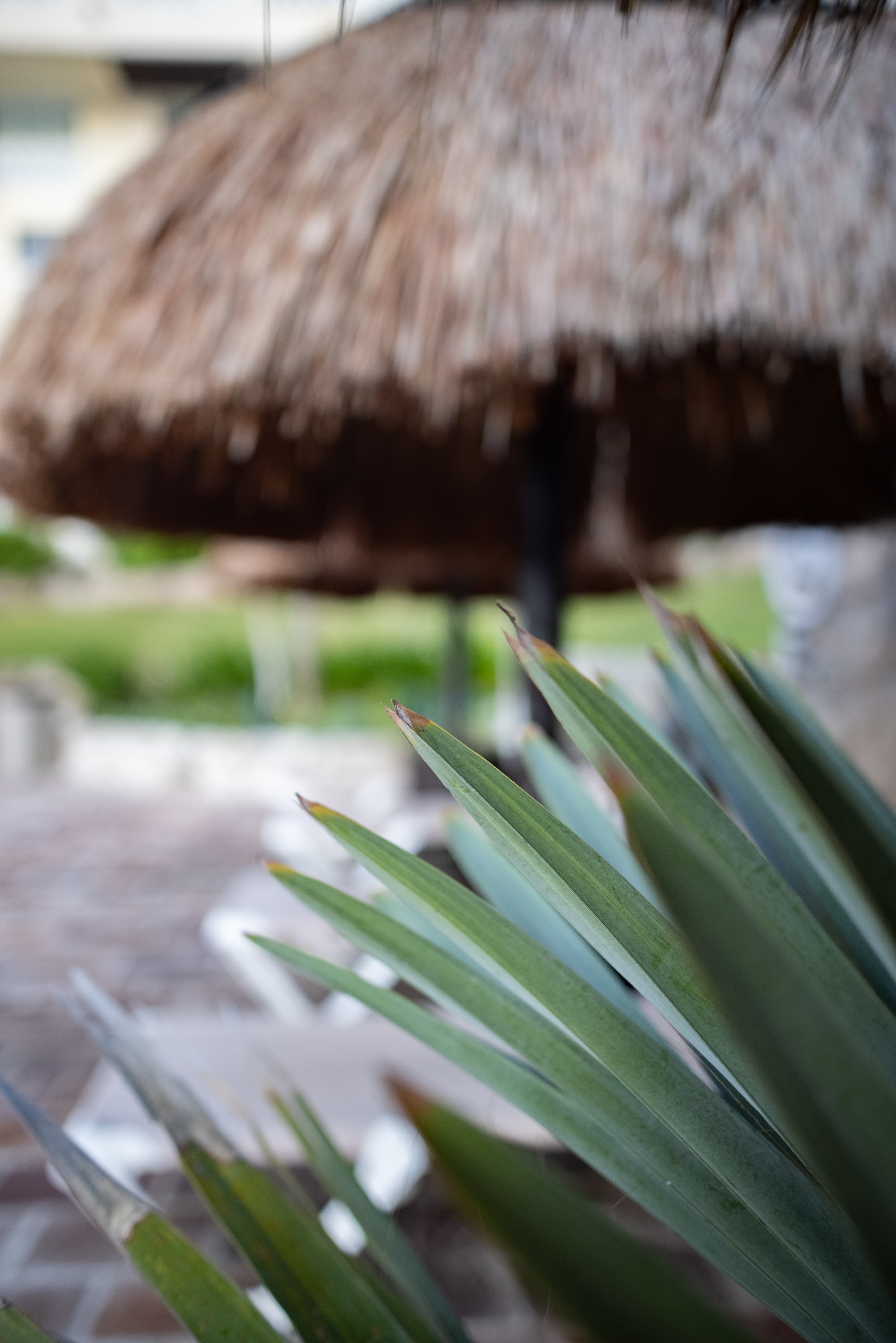 Close-up of Tropical Plant Leaves Under Thatched Umbrella