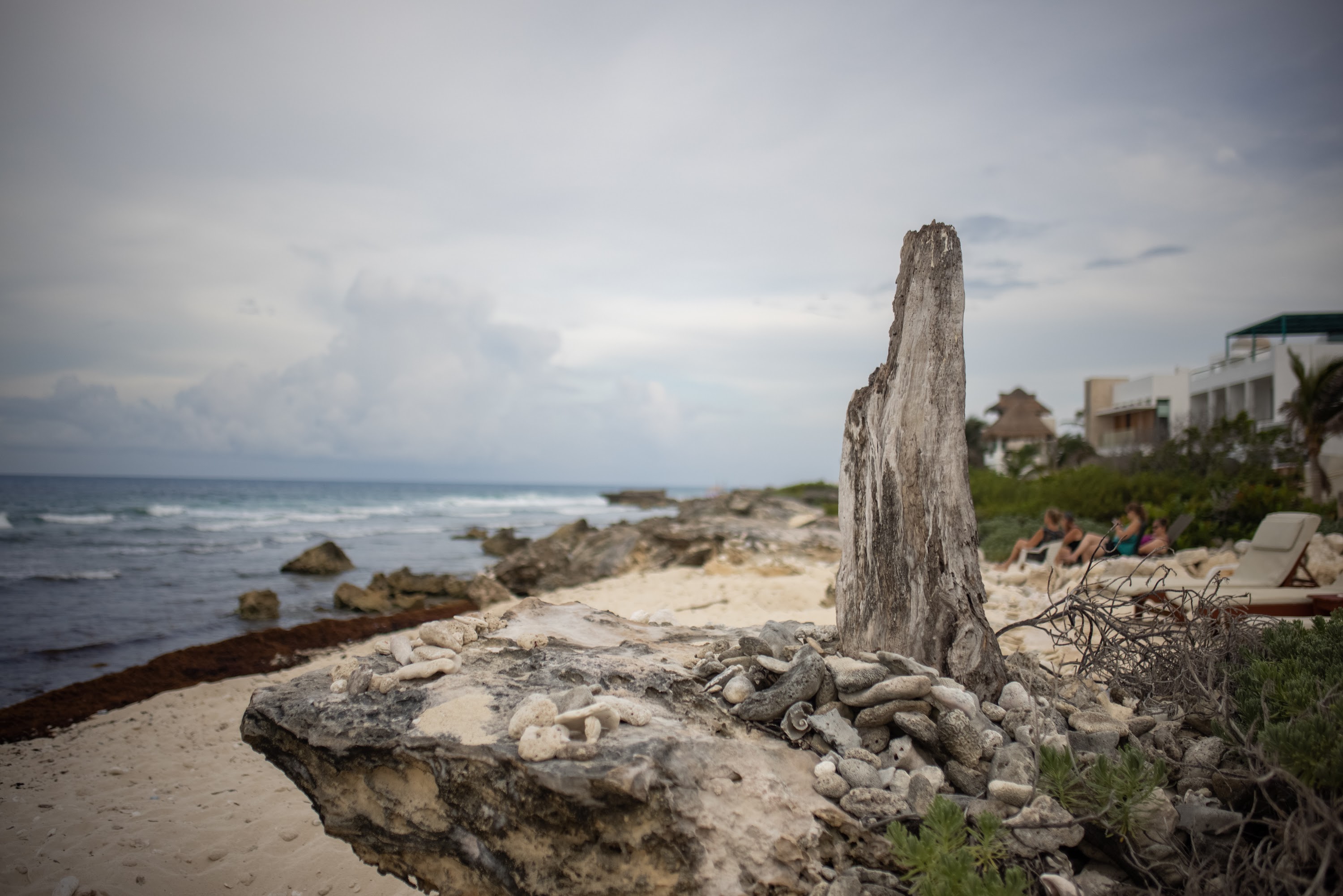Driftwood on Beach with Distant Beachgoers