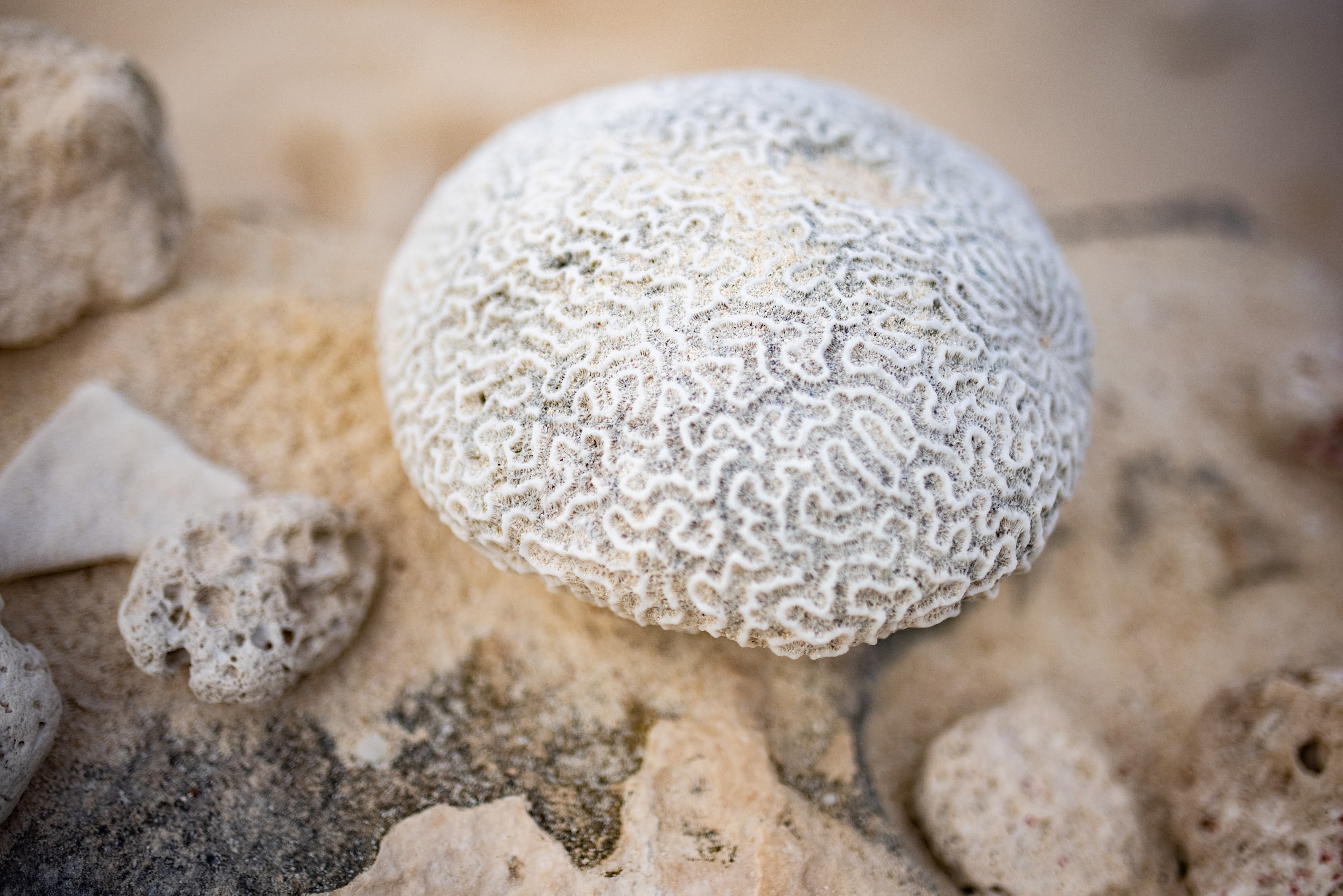 Brain Coral on Sandy Beach