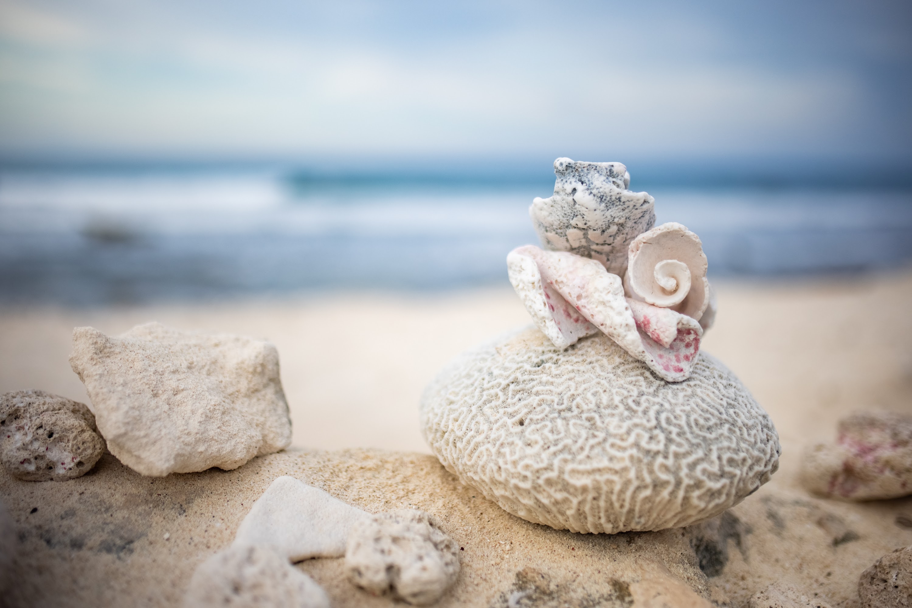Beach Shell and Coral Stack