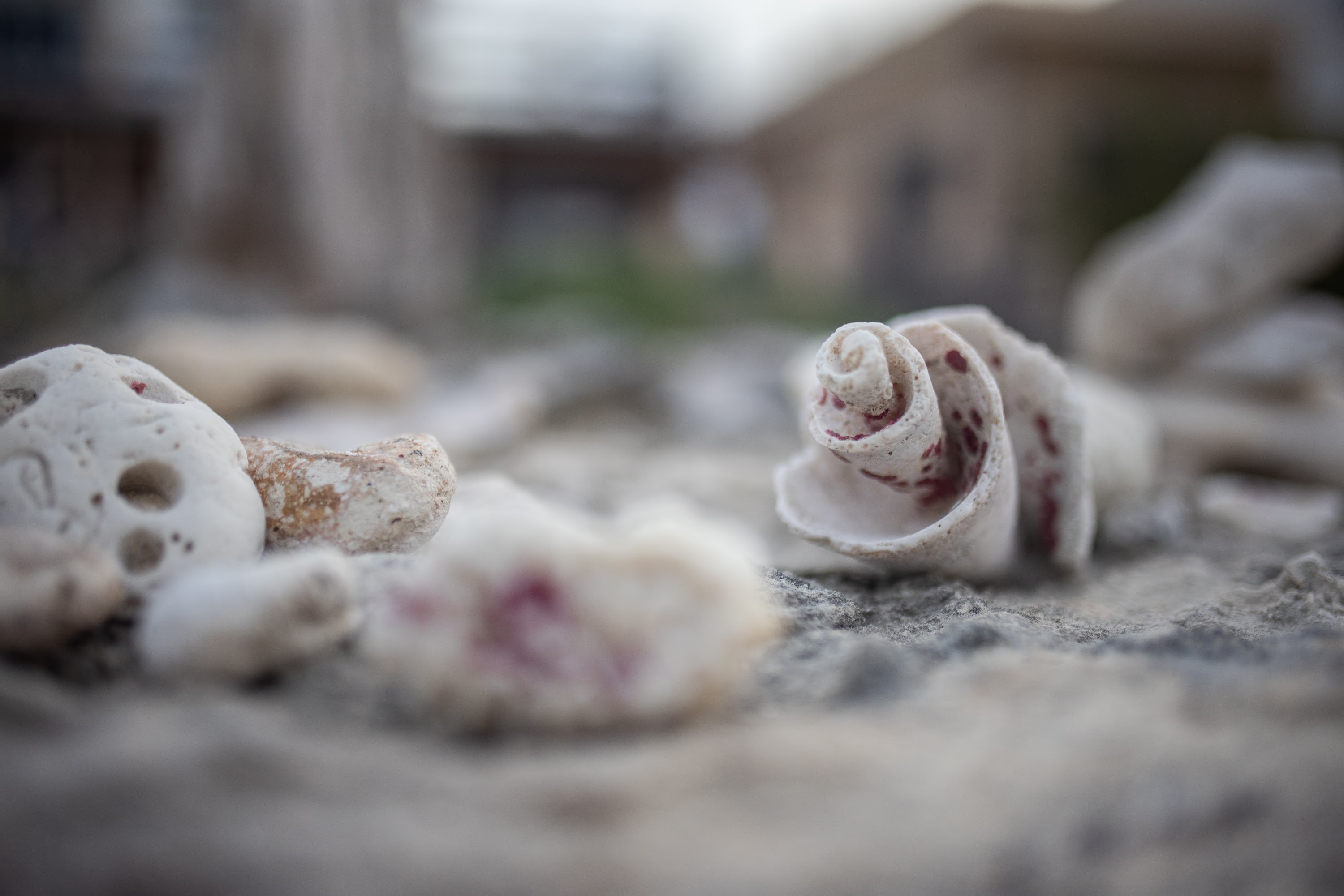 Seashells on the Shore