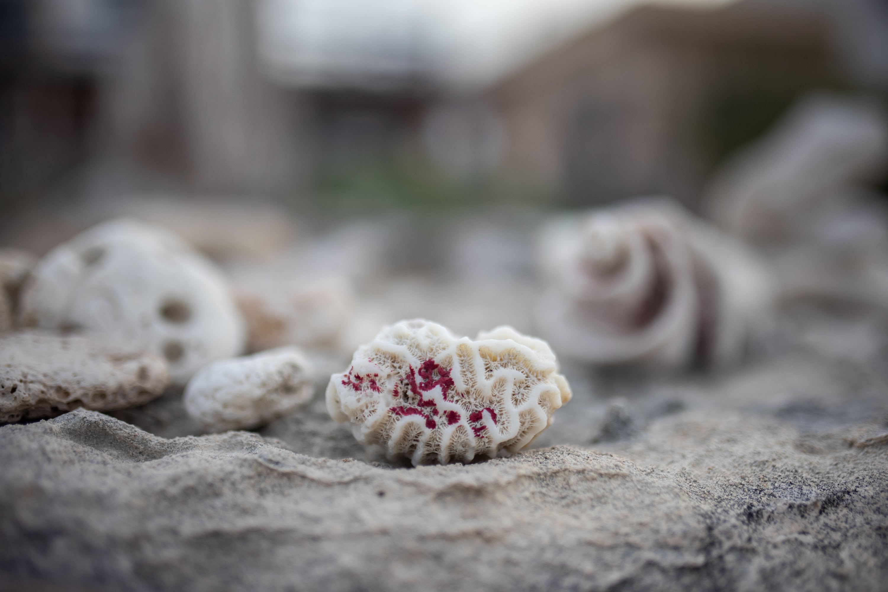 Close-up of Coral Fragments on Sandy Surface
