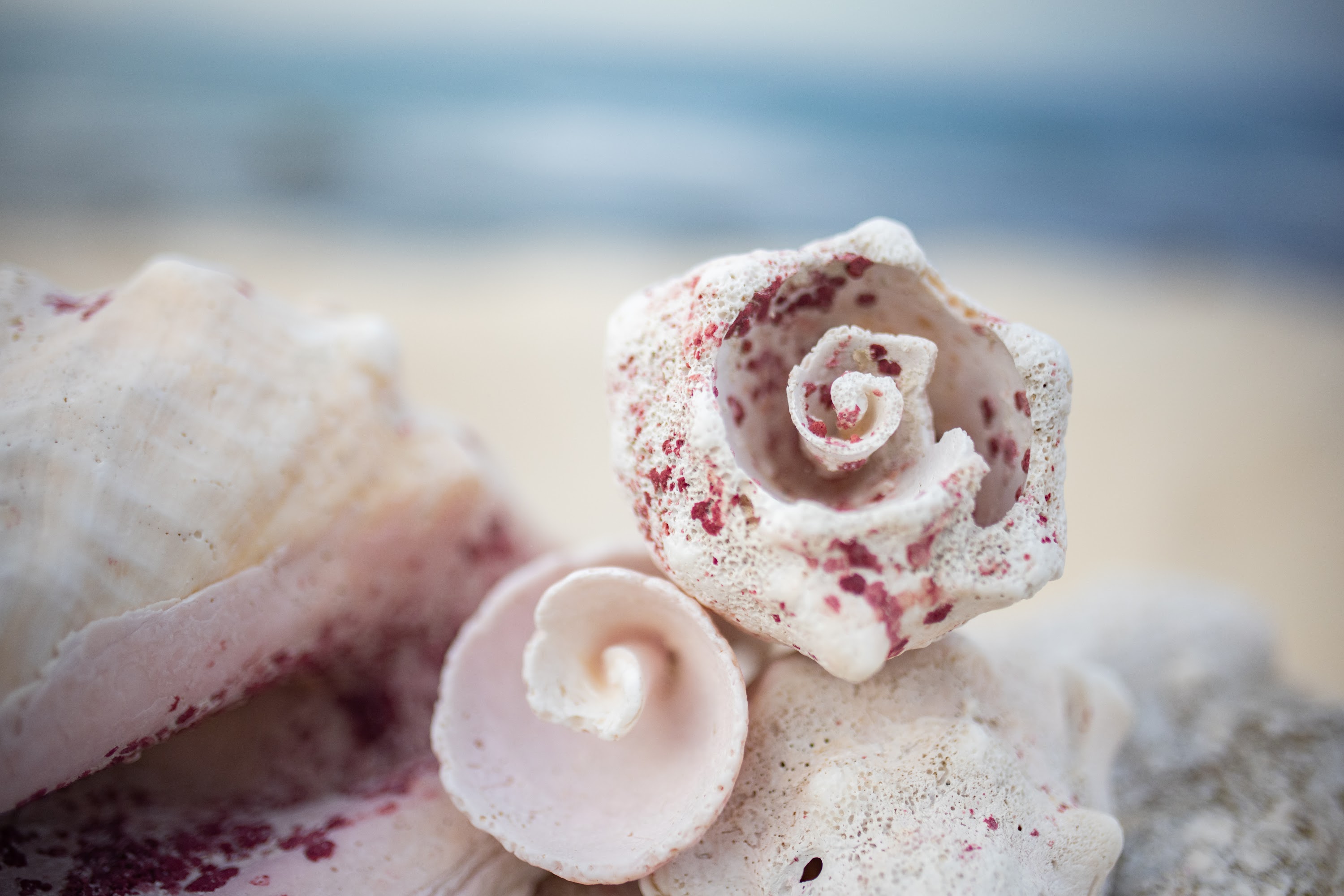 Beach Shell Arrangement with Red Spots