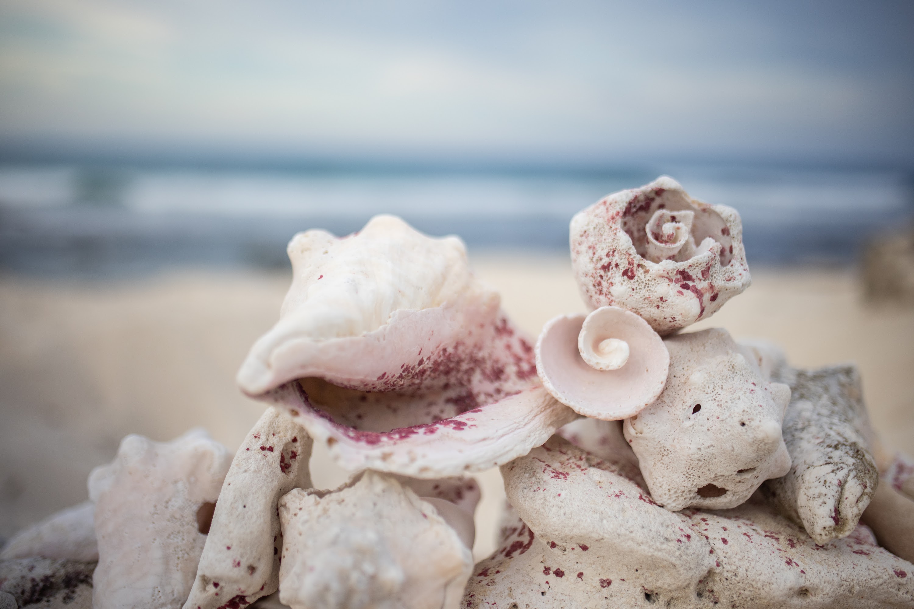 Beach Shell Arrangement