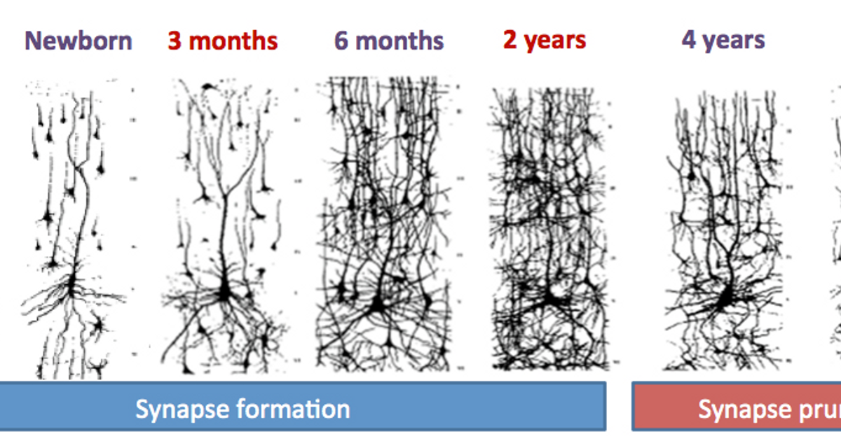whats-really-happening-in-your-childs-brain.png