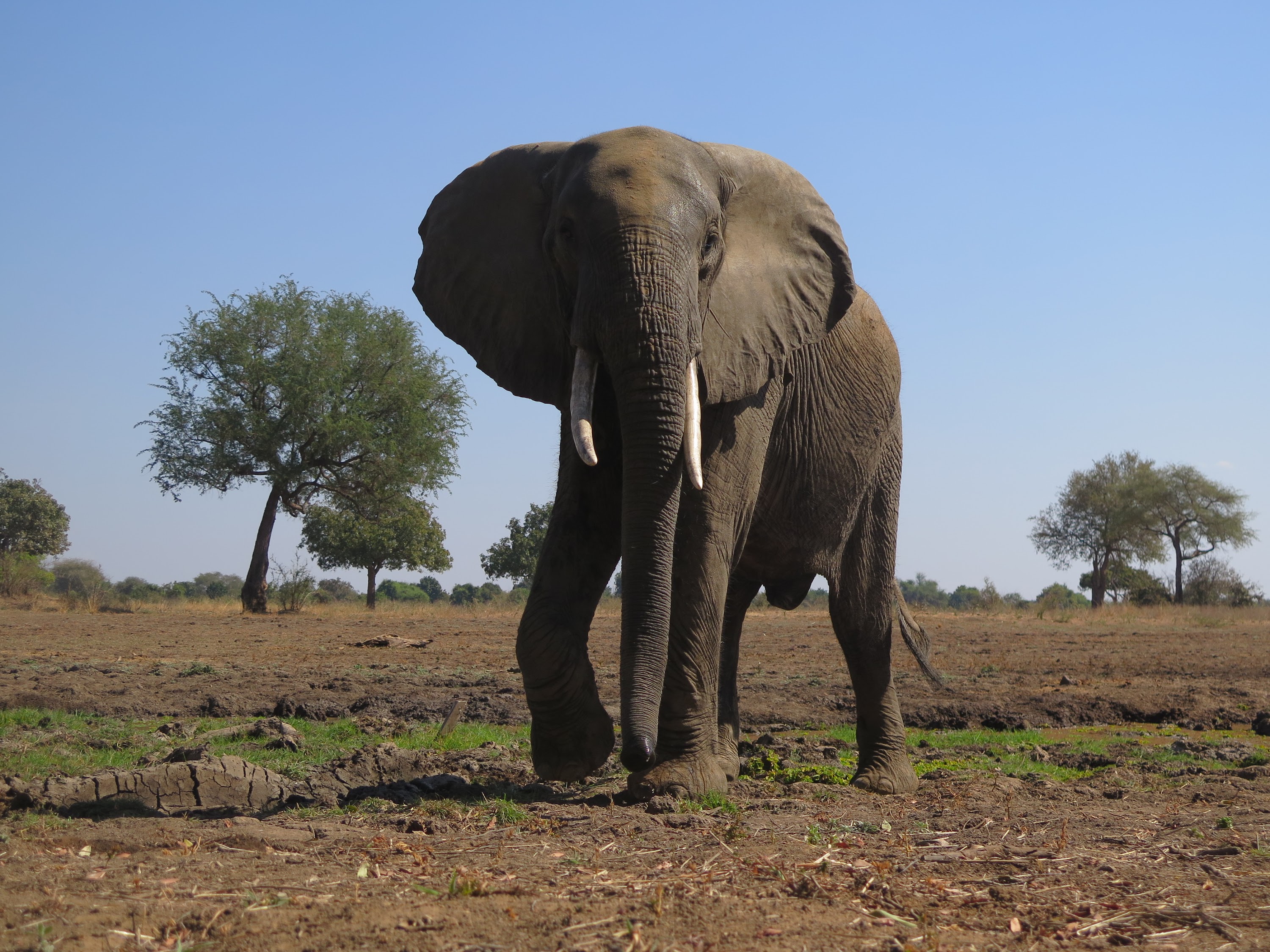 Tom_s Trunks the tusk zambia.JPG