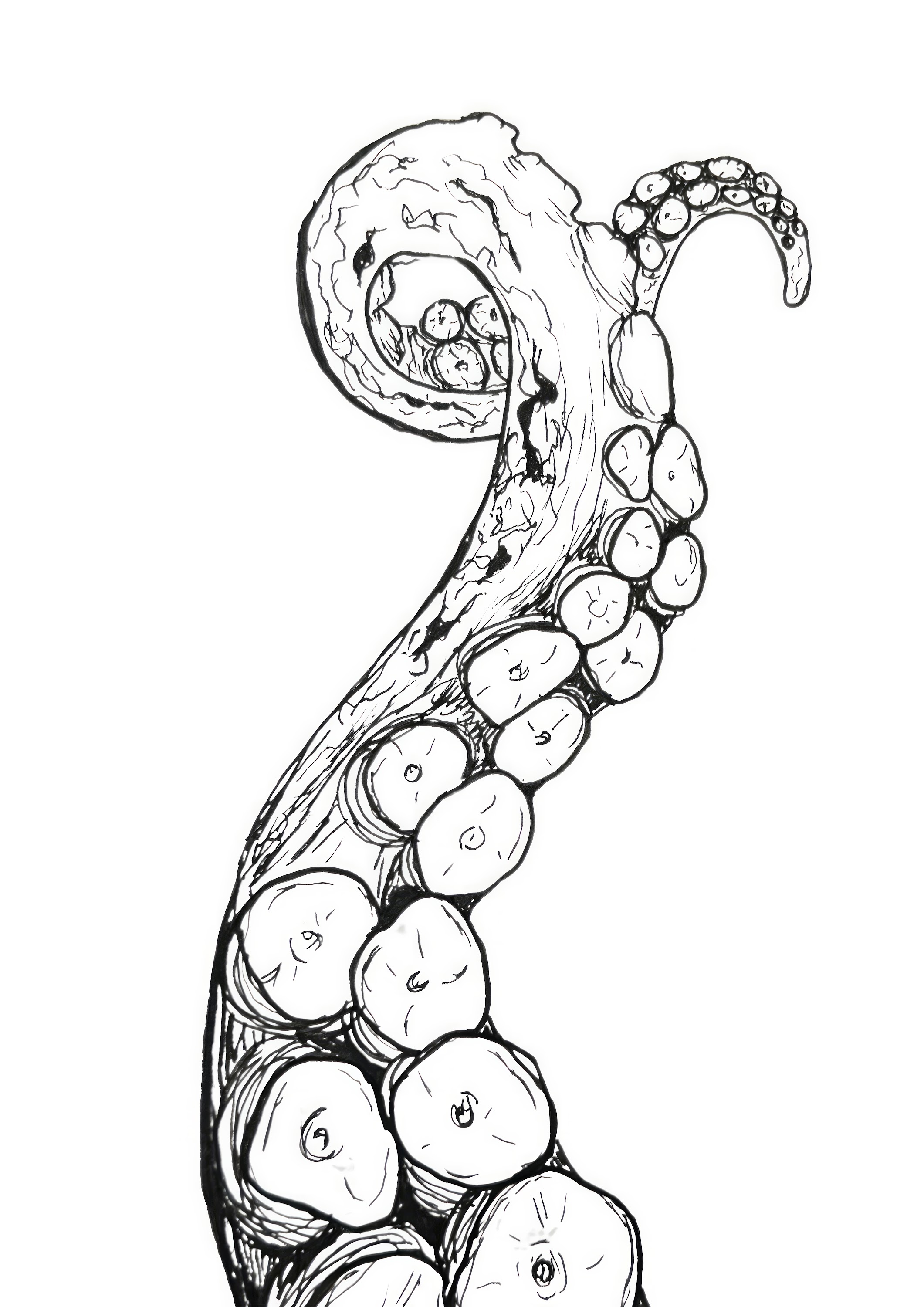 Black and White Botanical Ink Drawing — Vertical Study