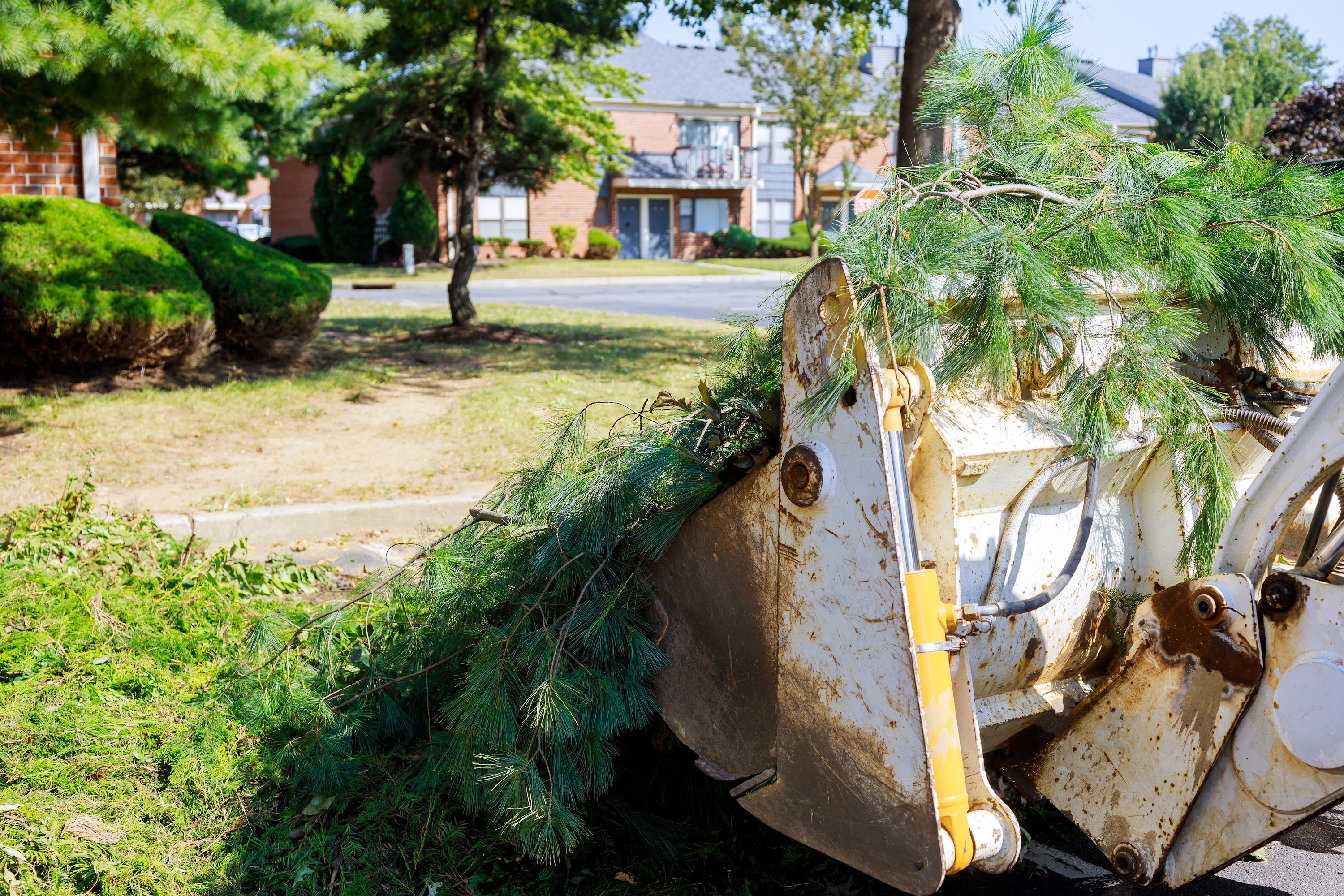branch-removal-in-tractor-bucket-workers-in-the-mu-2023-11-27-05-35-50-utc.jpg