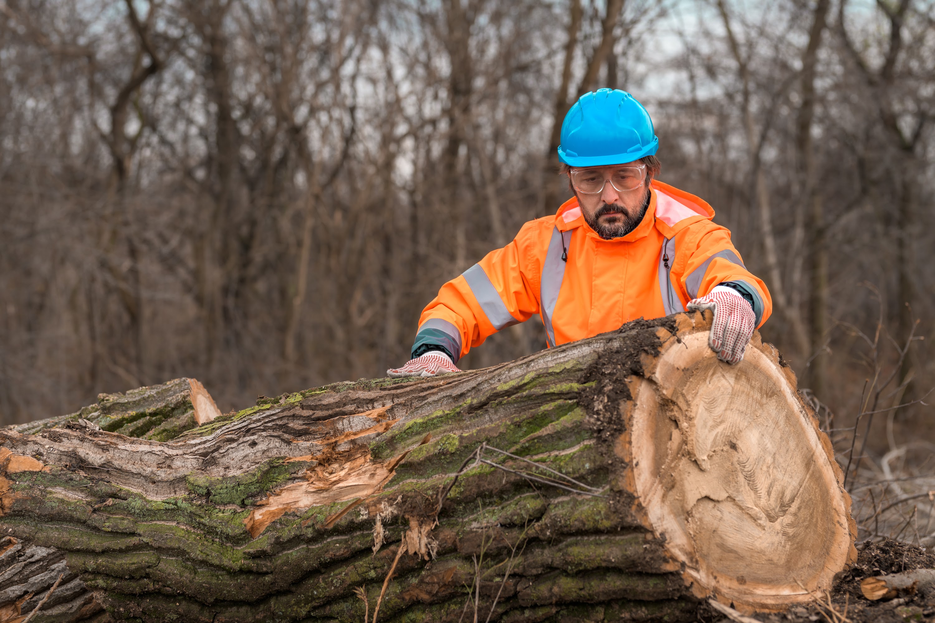 forestry-technician-analyzing-tree-trunk-after-cut-2023-11-27-04-59-39-utc.jpg