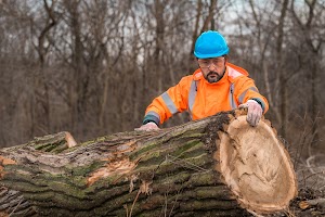 forestry-technician-analyzing-tree-trunk-after-cut-2023-11-27-04-59-39-utc.jpg