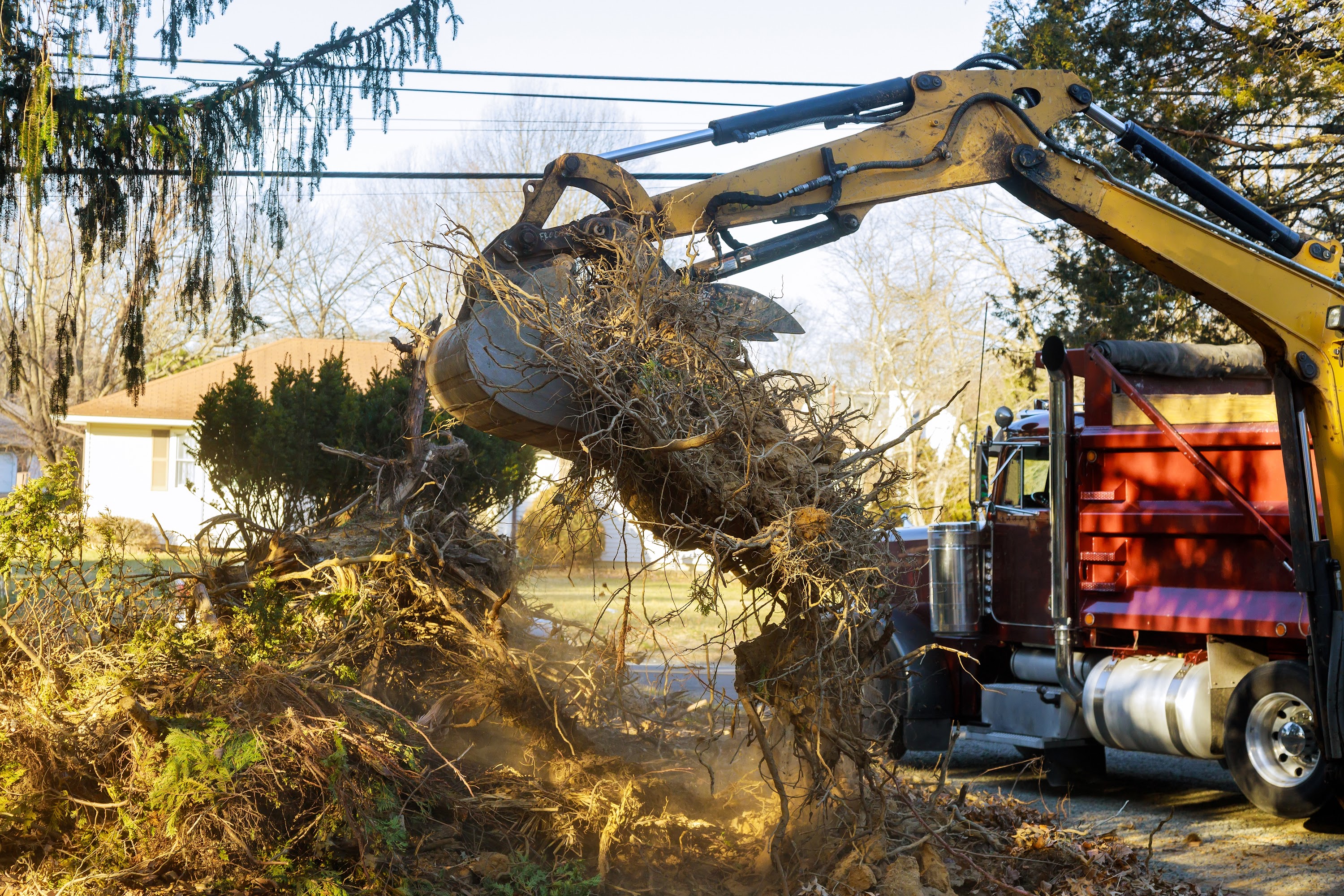 old-trees-are-being-removed-in-cities-tree-trunk-f-2023-11-27-05-36-22-utc.jpg