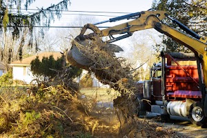 old-trees-are-being-removed-in-cities-tree-trunk-f-2023-11-27-05-36-22-utc.jpg